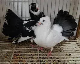 Dos palomas blancas y negras están paradas una al lado de la otra en una jaula.