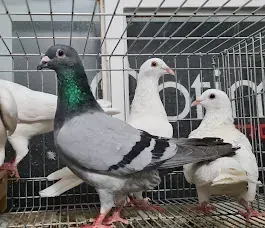 Un grupo de palomas están paradas en una jaula.