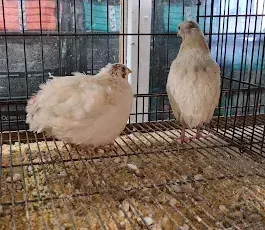 Dos codornices están paradas una al lado de la otra en una jaula.