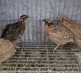 Un grupo de codornices paradas una al lado de la otra en una jaula.