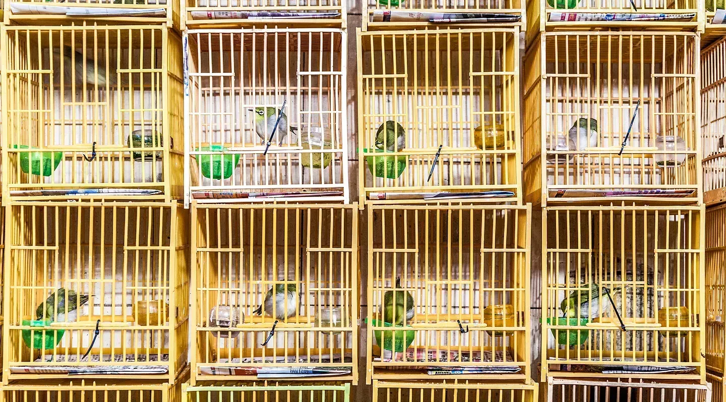 Un montón de jaulas llenas de pájaros están apiladas una encima de otra.