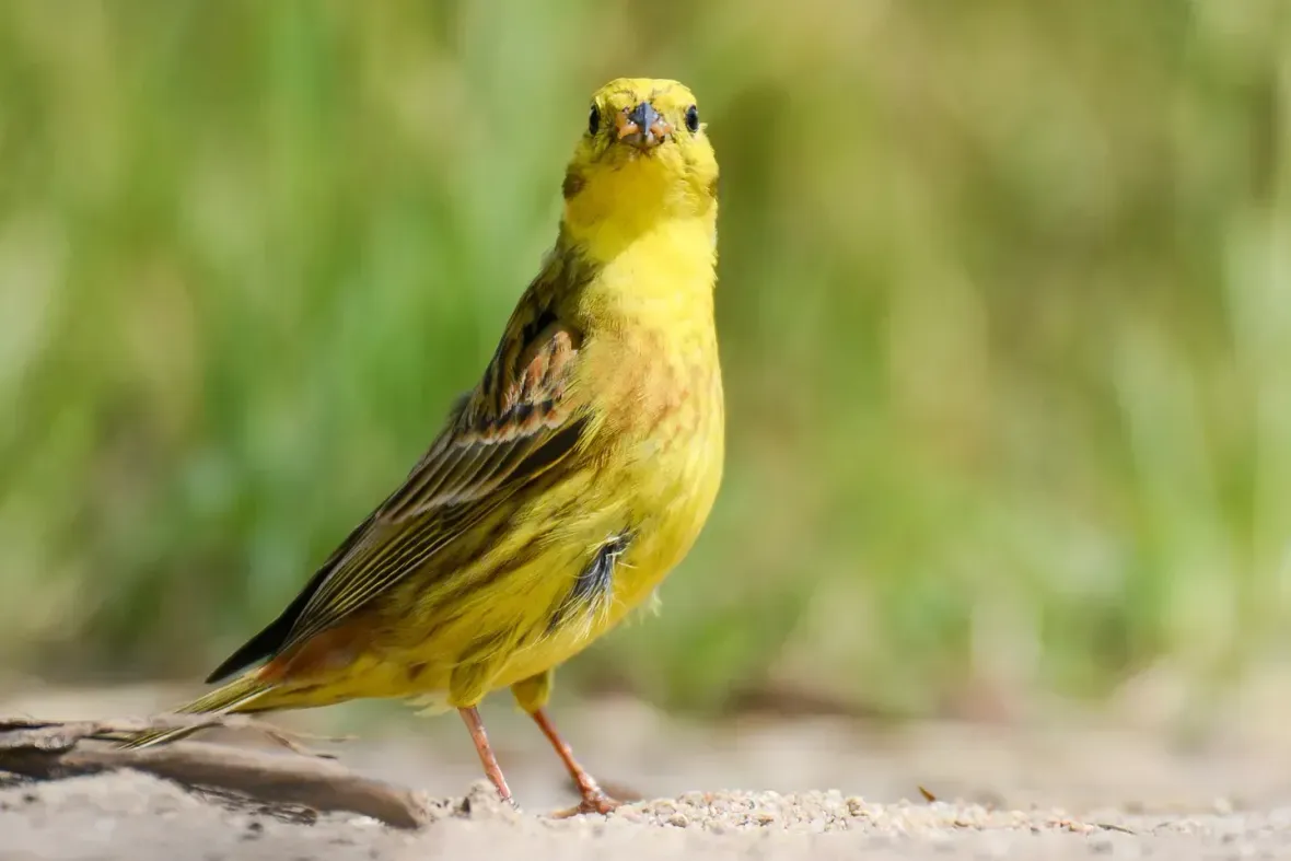 Un pequeño pájaro amarillo está parado en el suelo mirando a la cámara.