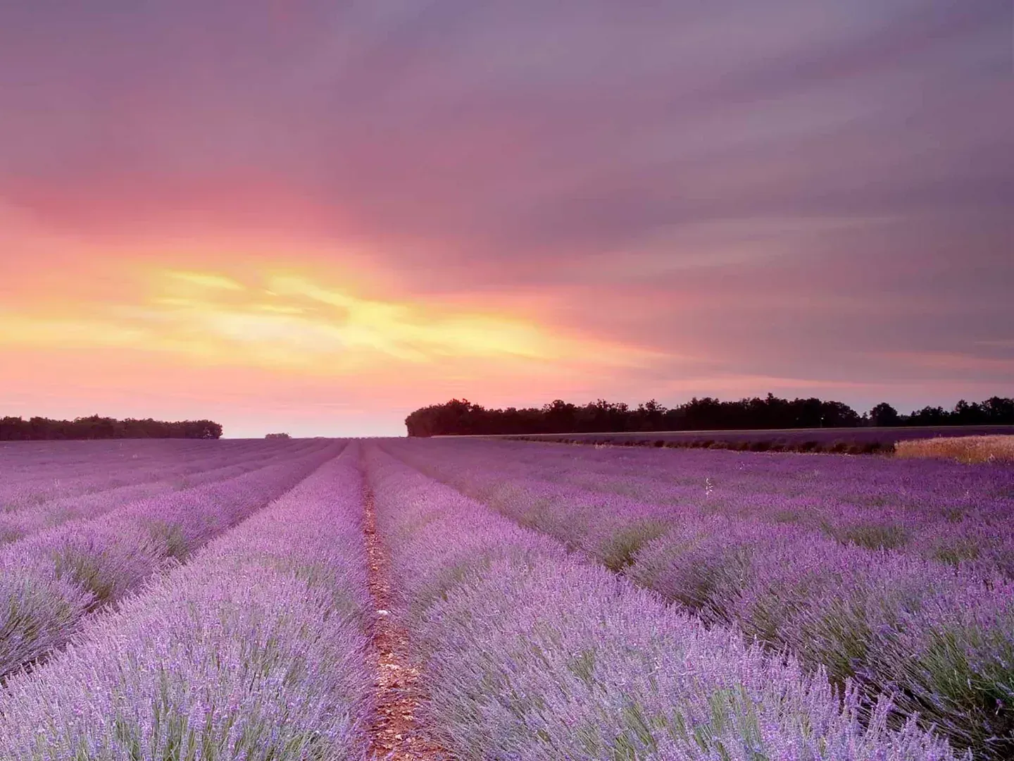 Un campo de flores de lavanda con una puesta de sol al fondo.