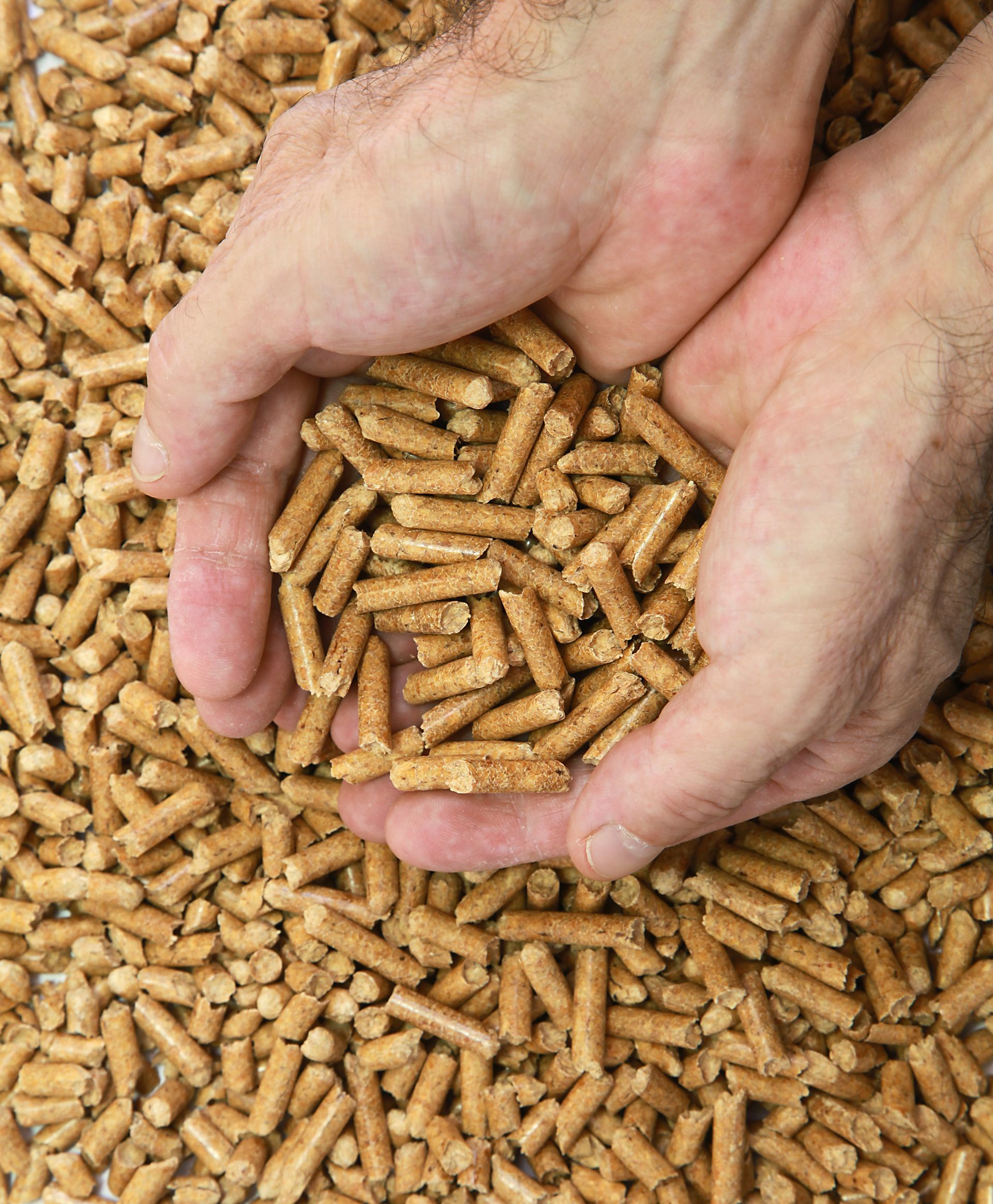 Des granulés de bois dans les mains d'une personne