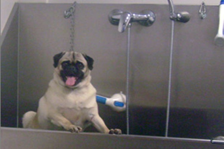 Un carlino sentado en una bañera, mojado y jadeando, con una alcachofa de ducha detrás.