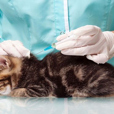 Veterinario poniendo una inyección a un gatito mientras lo sostiene sobre una mesa.
