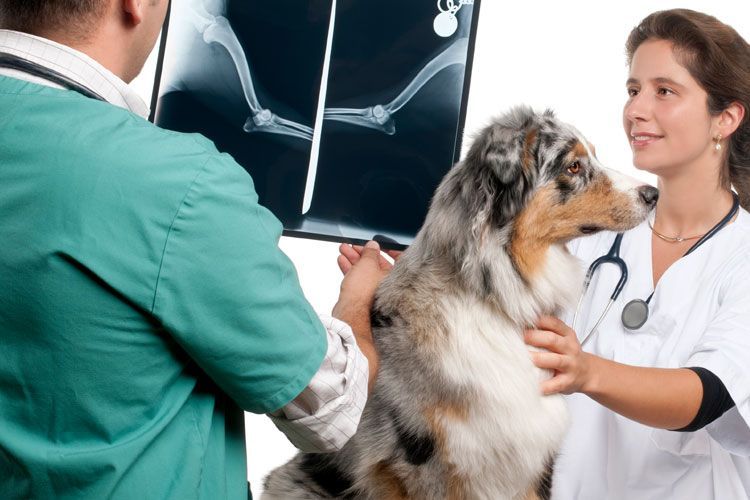 Un veterinario examina a un perro en una clínica mientras su dueño observa, con rayos X de fondo.