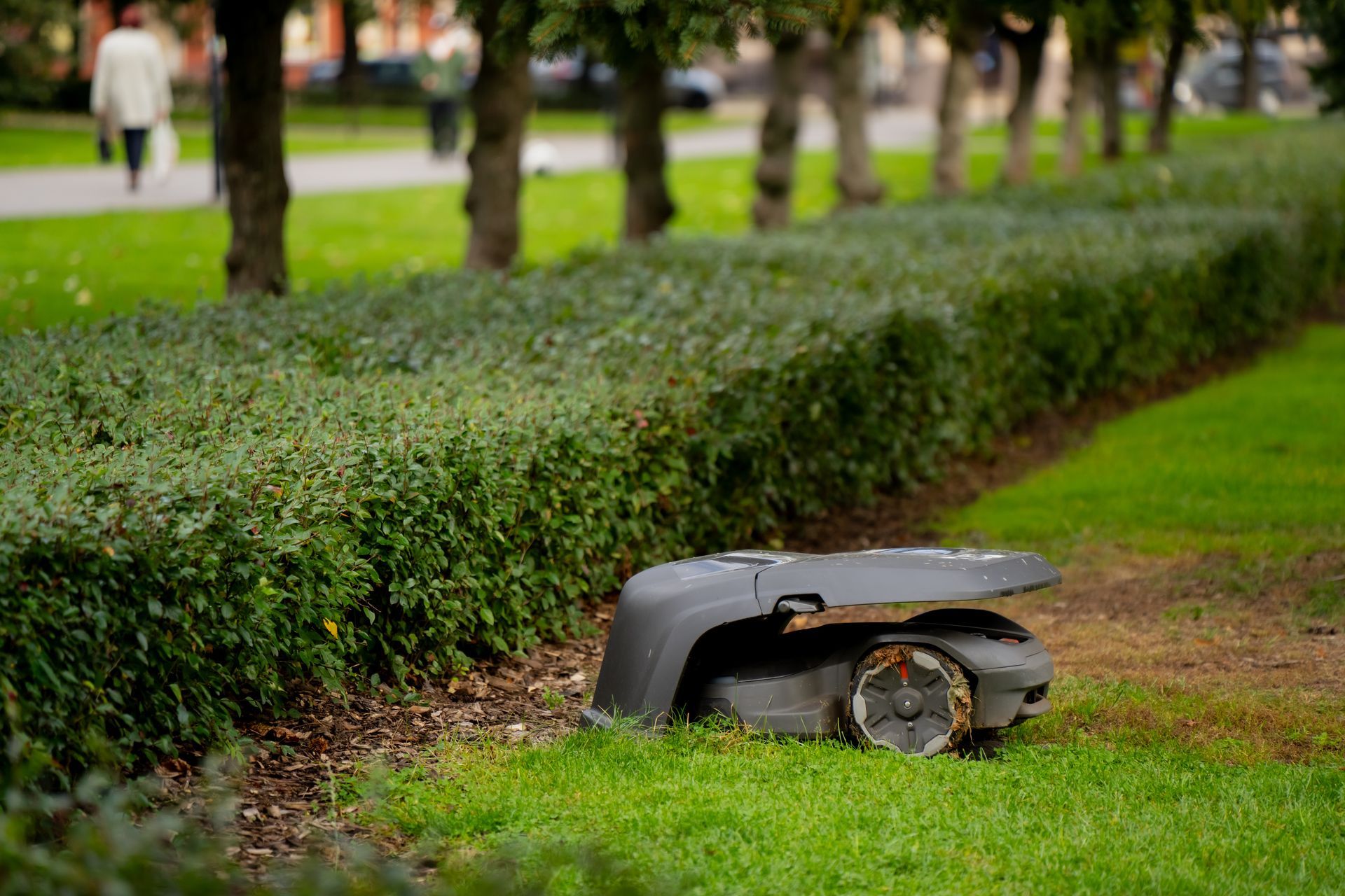 Une petite voiture endommagée s'est encastrée dans une haie en bordure d'un chemin herbeux dans un parc.