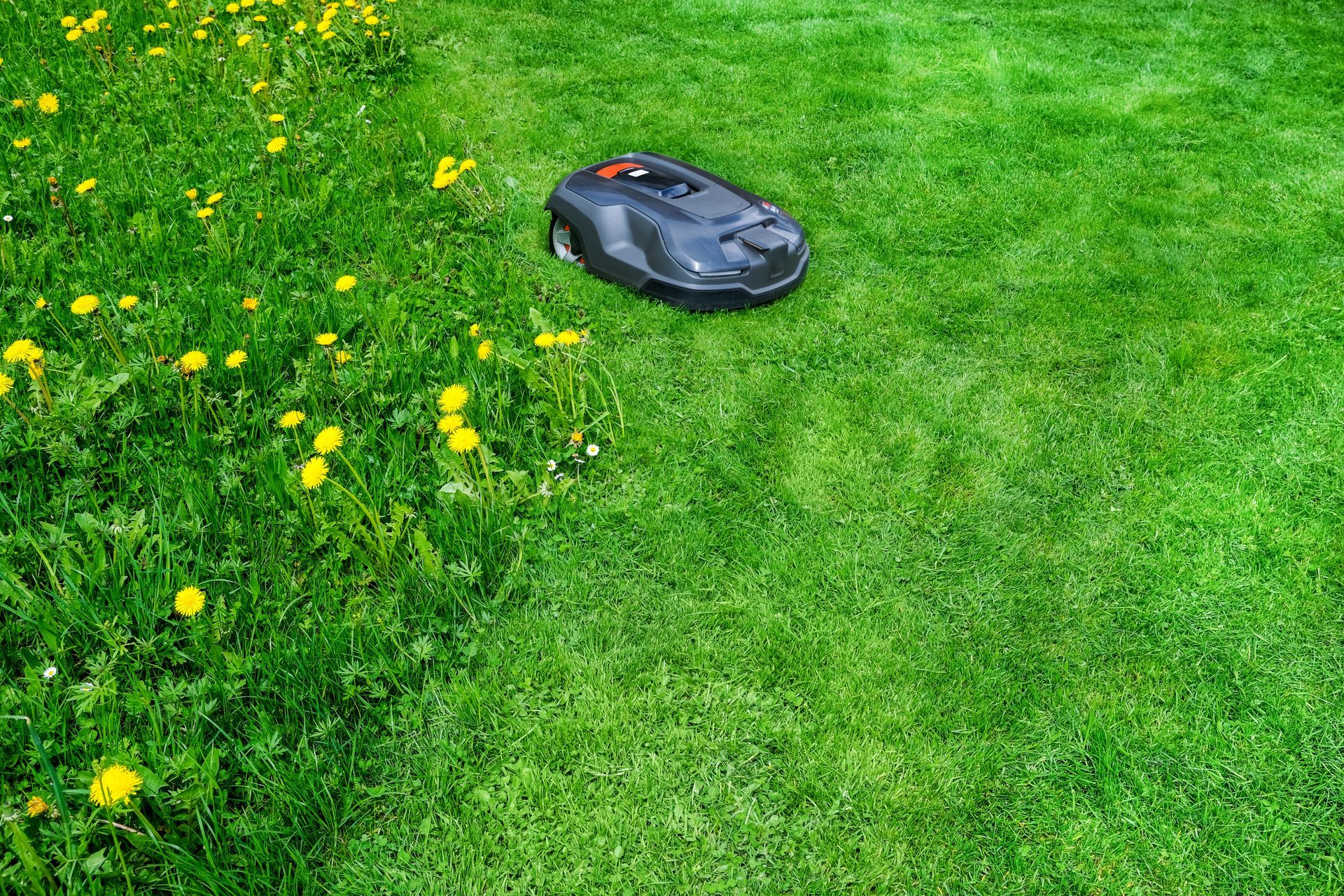 Une tondeuse robotisée sur de l'herbe verte, à côté d'un parterre de pissenlits jaunes.