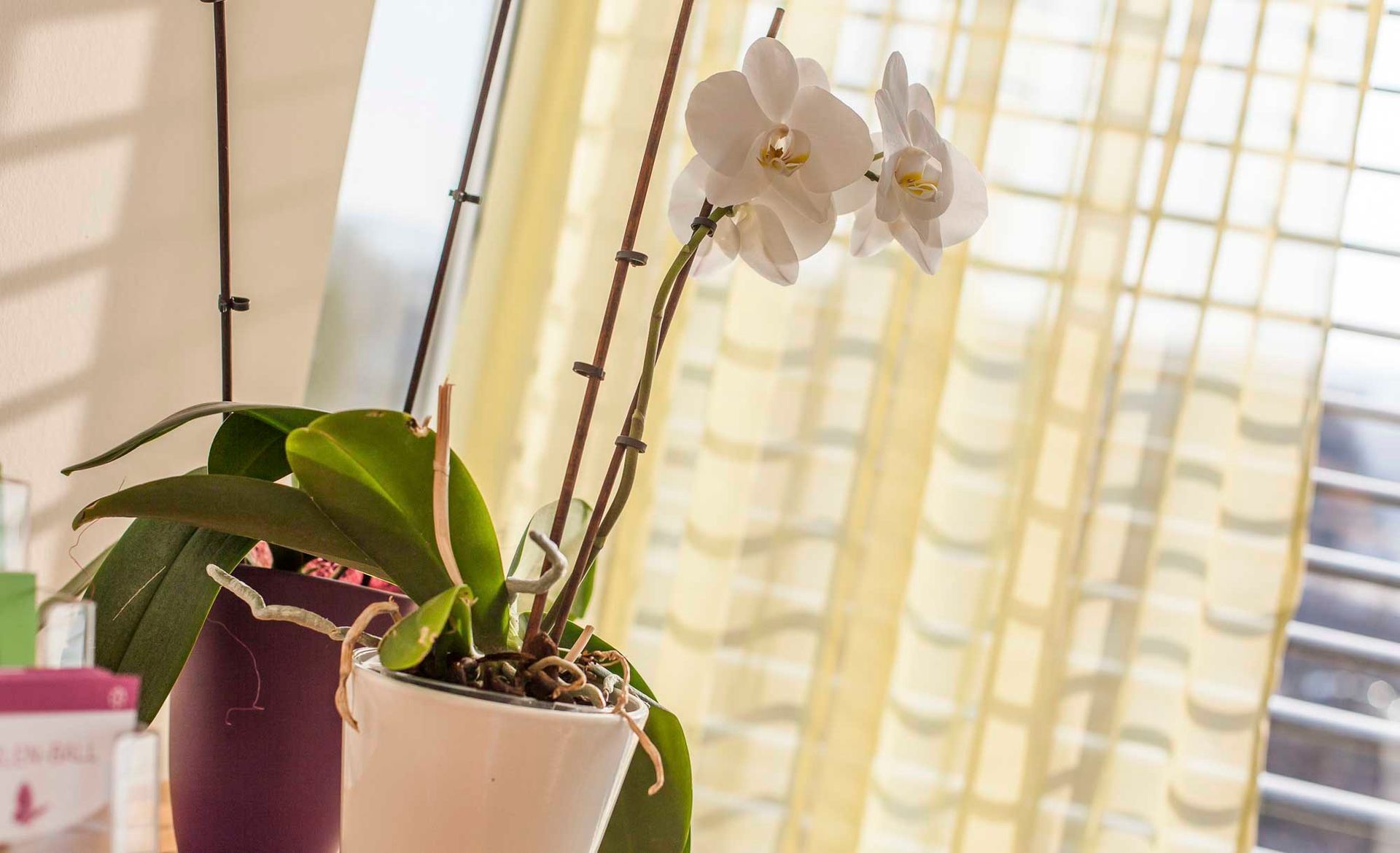 Eine Orchidee im Topf steht auf einem Tisch vor einem Fenster.