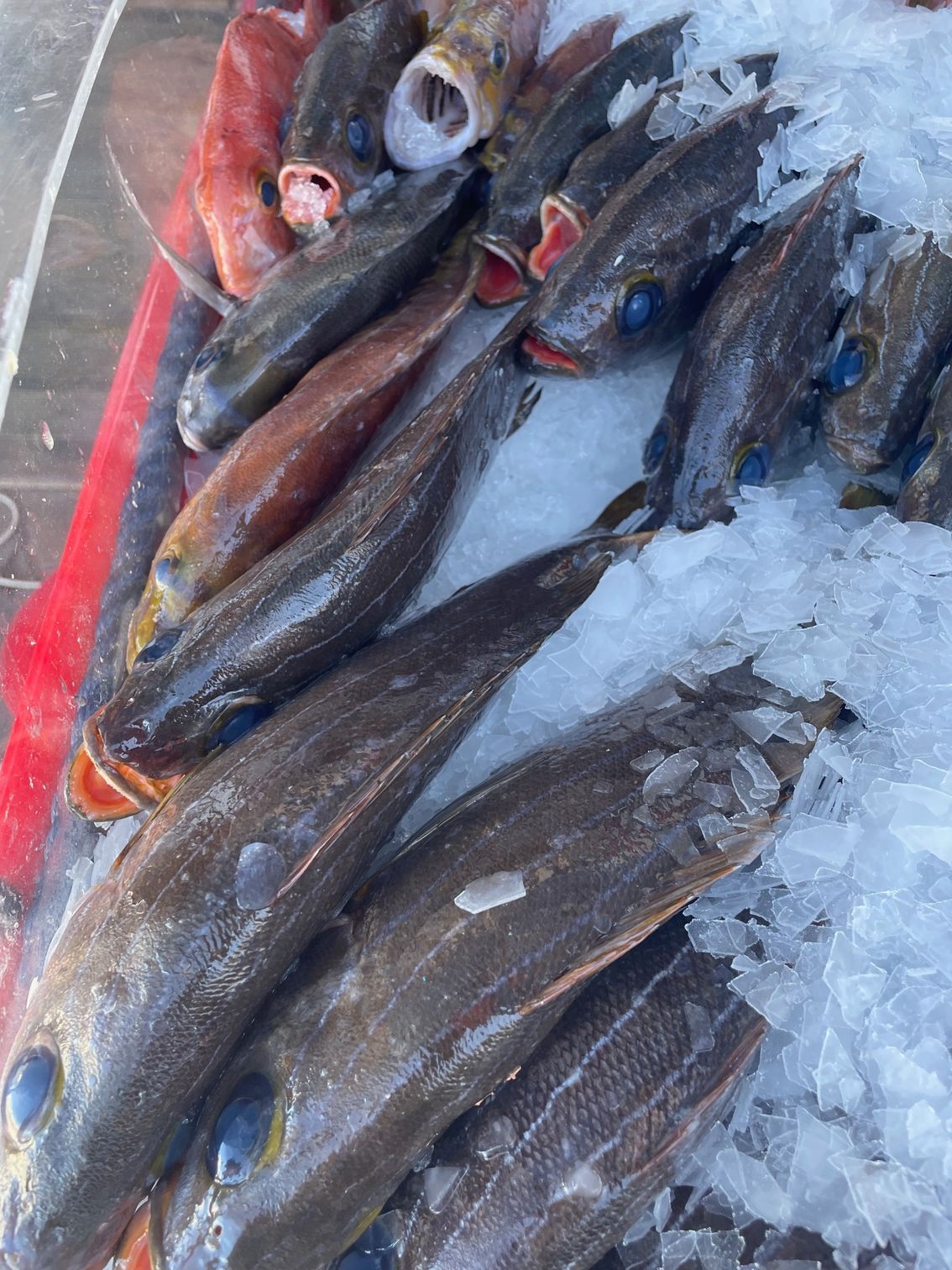 Un montón de peces están sentados encima del hielo.