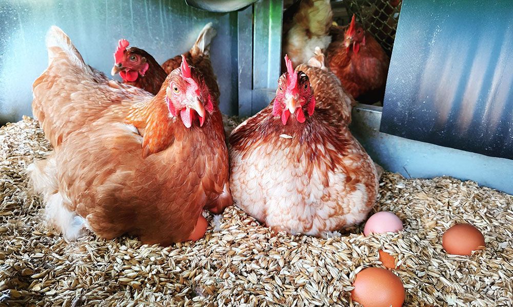 Eine Gruppe Hühner legt Eier in ein Nest.