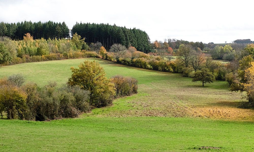 Eine grüne Wiese mit Bäumen im Hintergrund und einem Wald im Hintergrund.