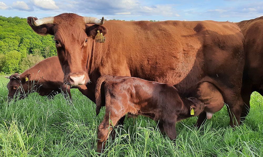Eine Mutterkuh säugt ihr Kalb auf einer Wiese.