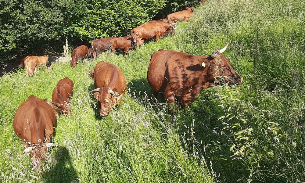 Eine Herde Kühe grast auf einer Wiese.