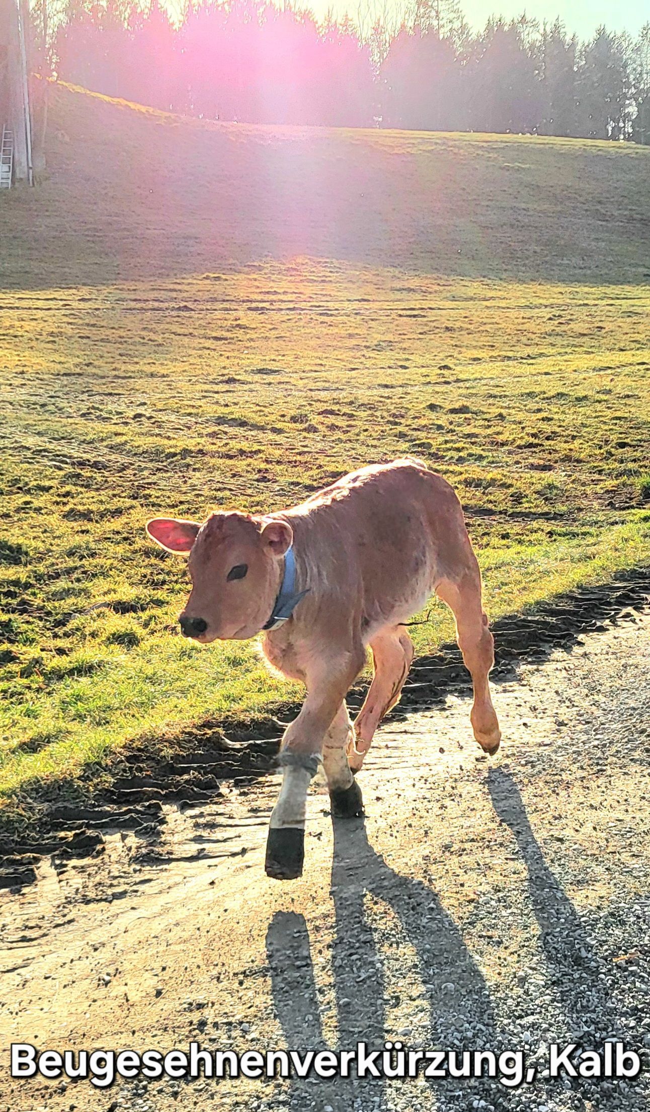 Beugesehnenverkürzung beim Kalb