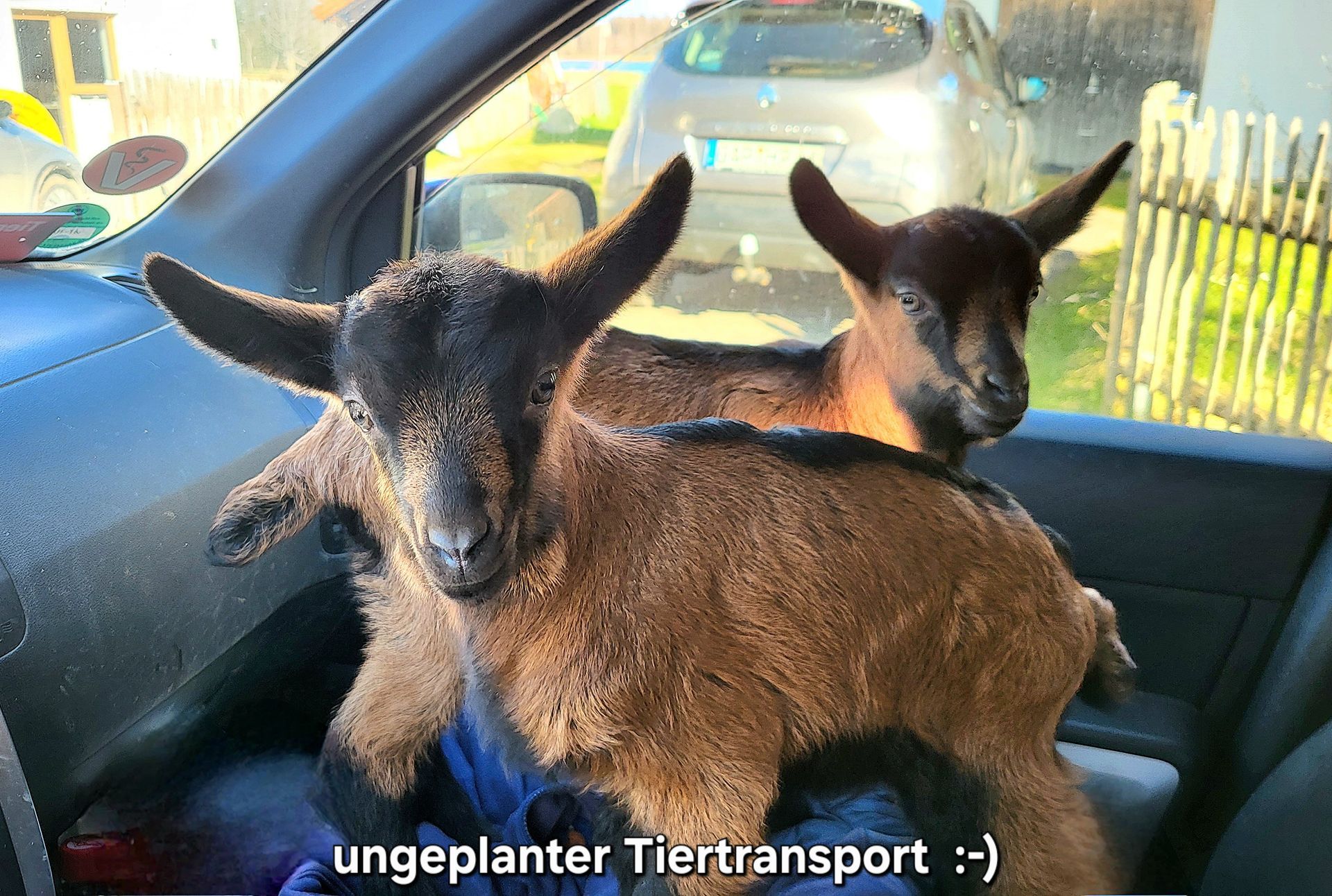 Zwei Zicklein werden im Auto transportiert