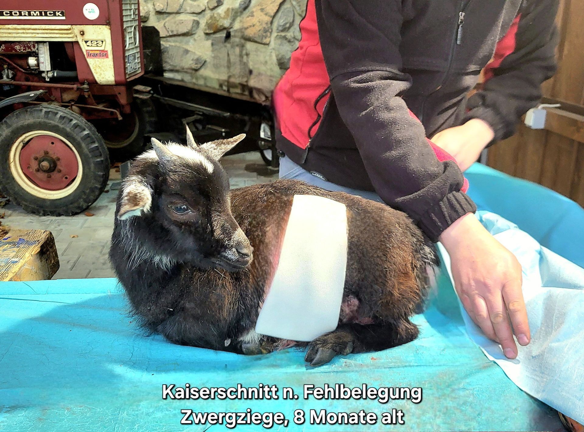 Kaiserschnitt n. Fehlbelegung, Zwergziege 8 Montate alt