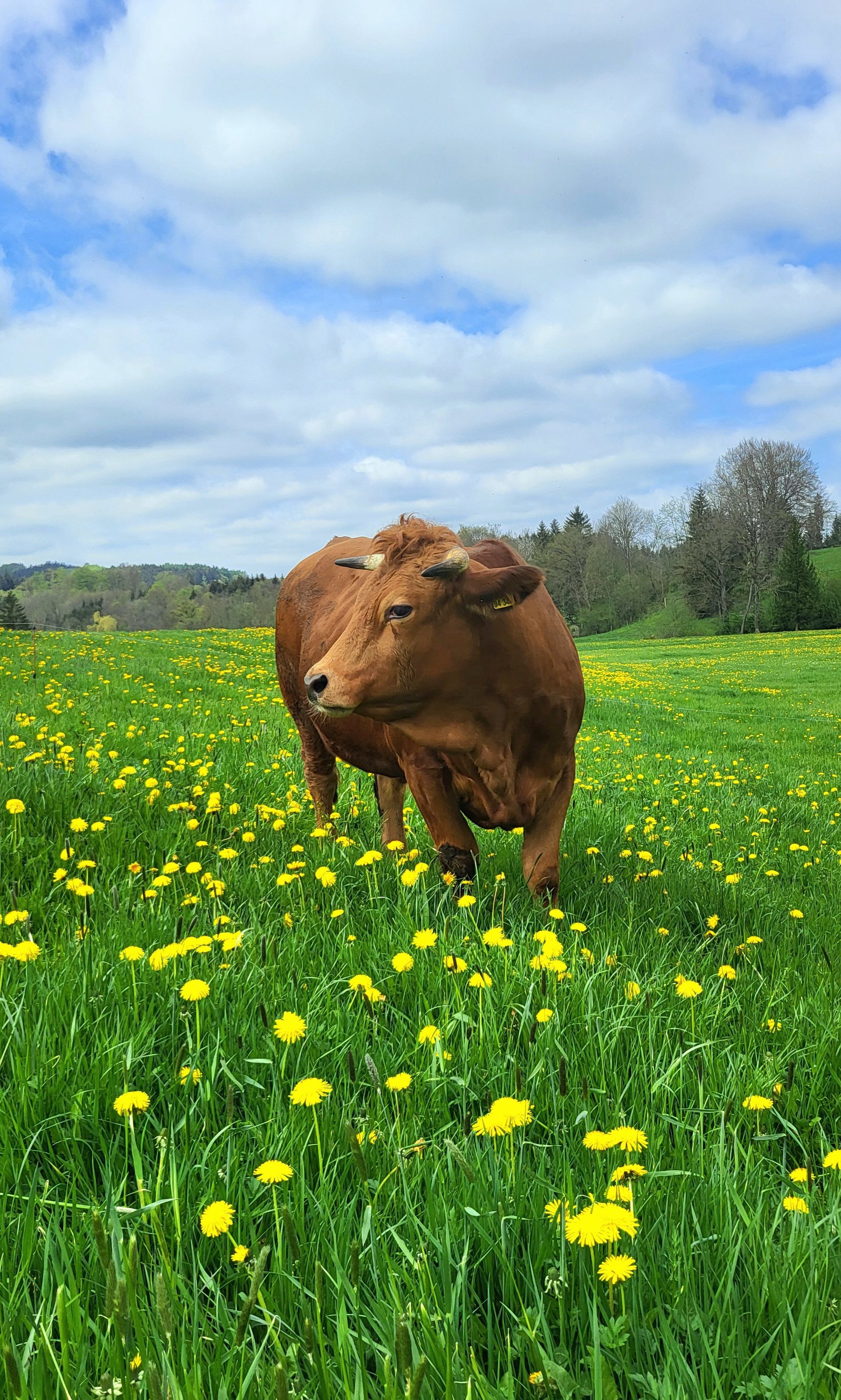 Kühe auf einer Weide