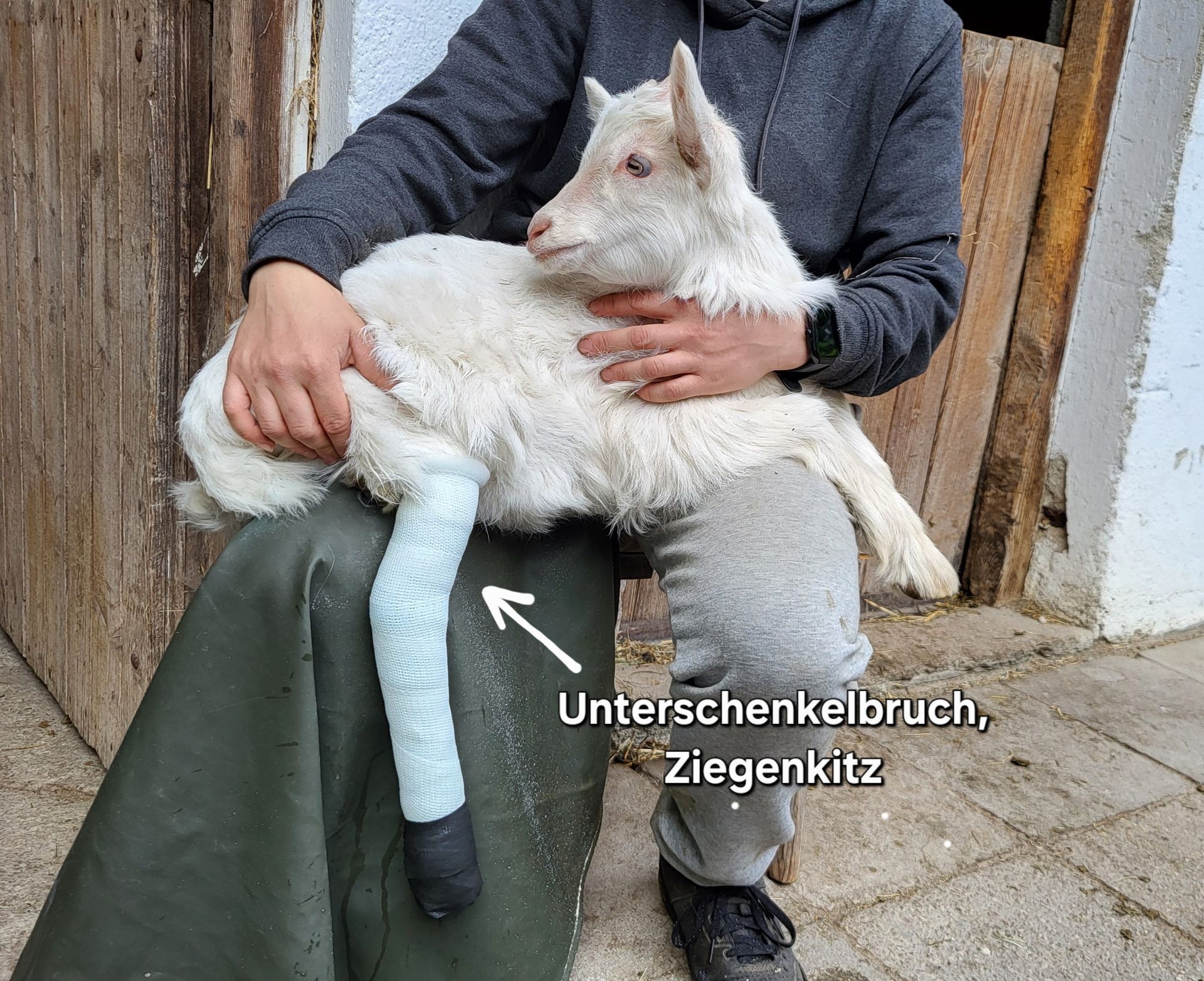 Bild von Zicklein mit Gipsbein durch Unterschenkelbruch