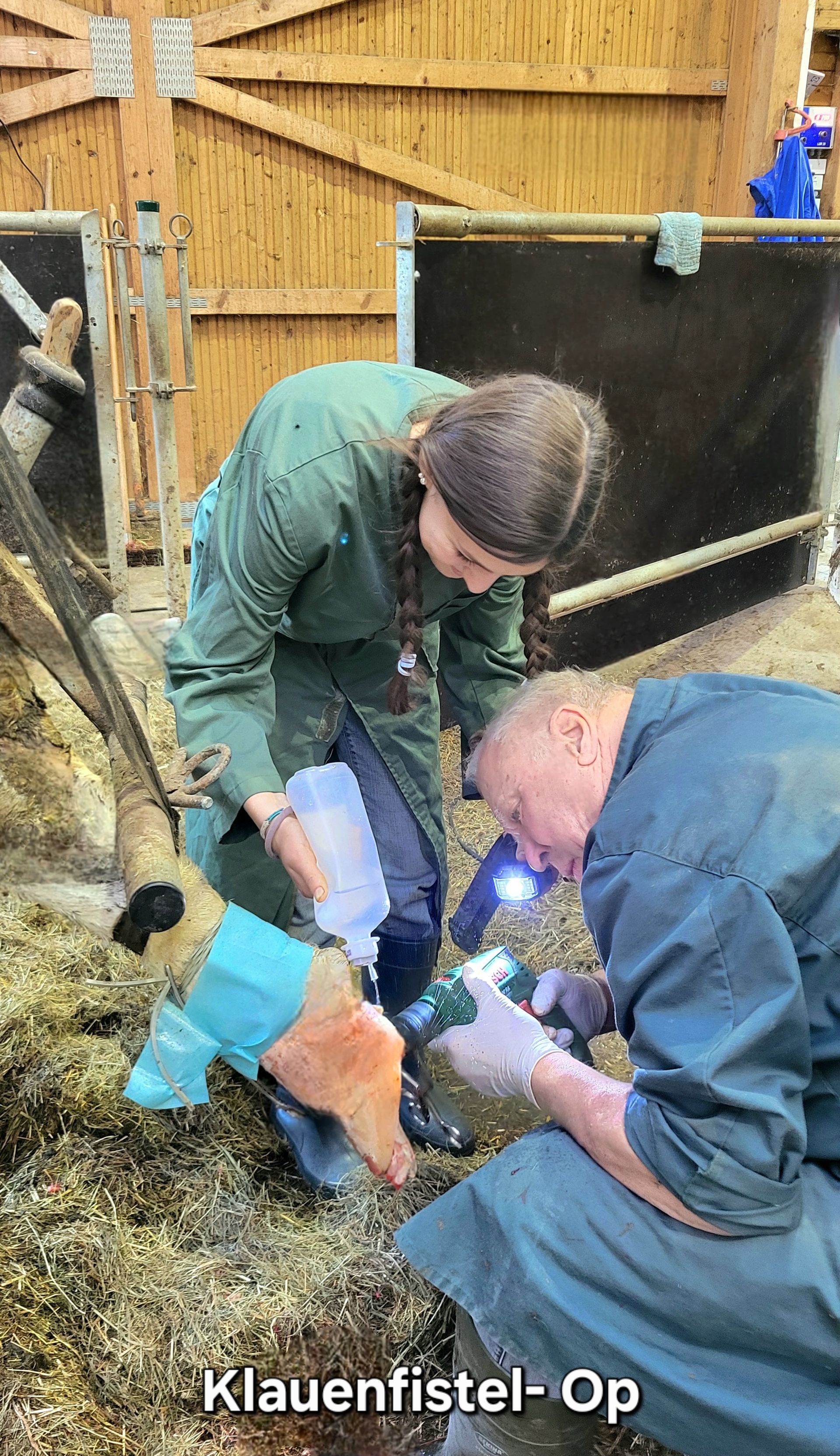 Klauenfistel OP beim Großtier