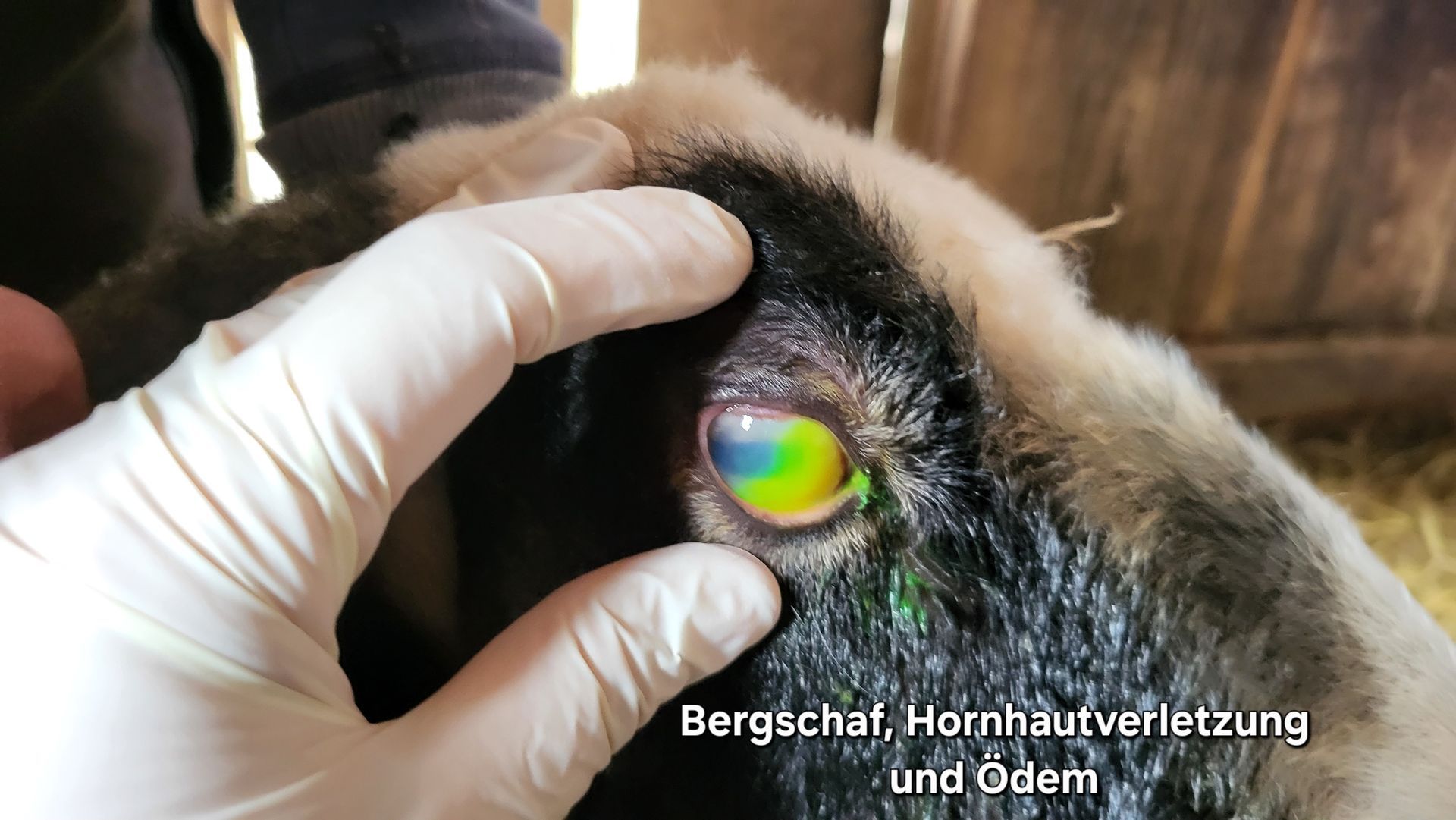 Bergschaf, Hornhautverletzung und Ödem