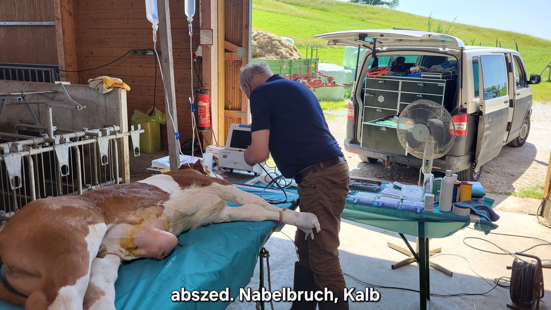 Bild eines Kalbs auf OP-Tisch im Stall, Nabelbruchbehandlung