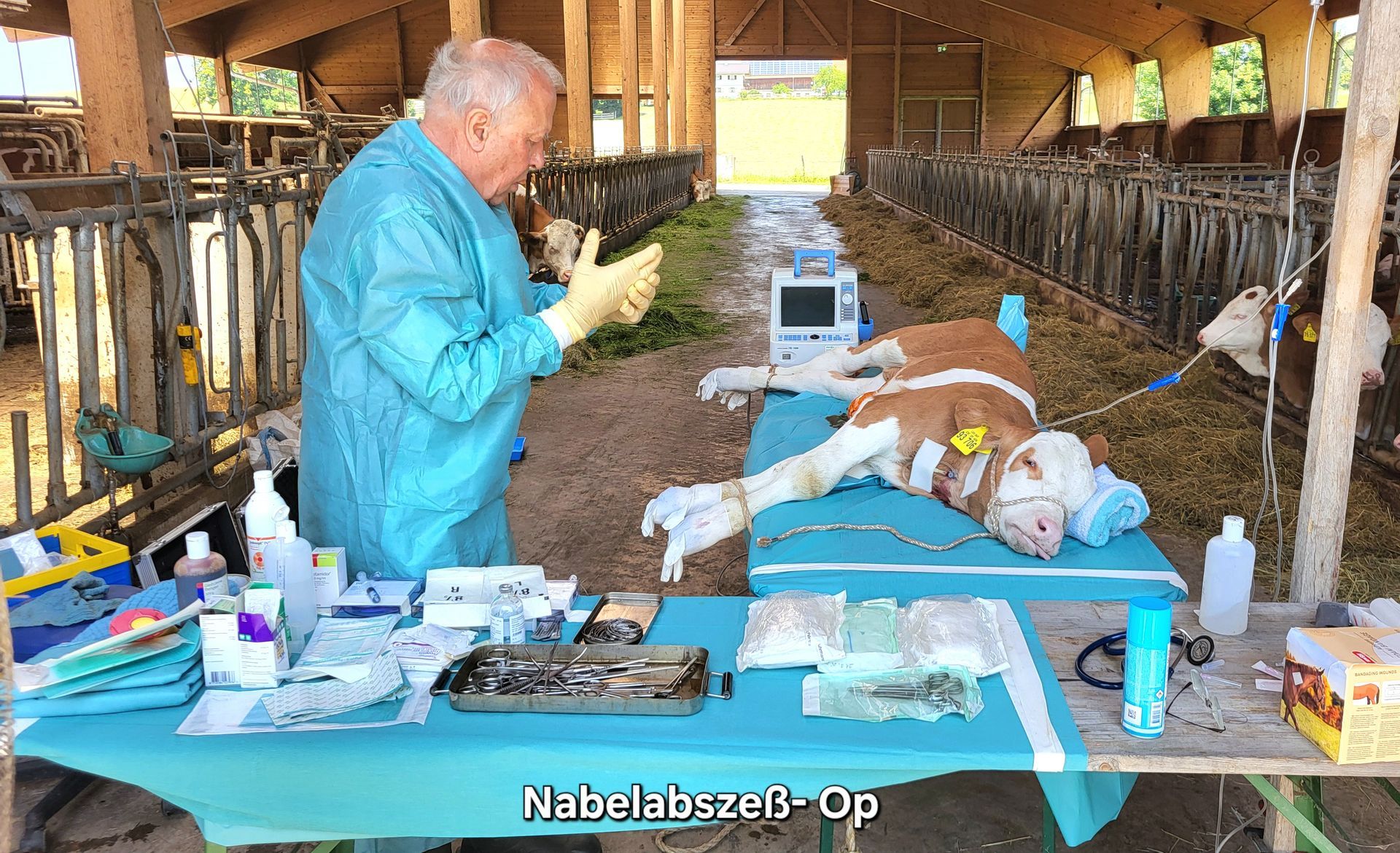 Bild des Tierarztes, wie er den Nabelabszeß eines Kalbes behandelt, OP im Stall