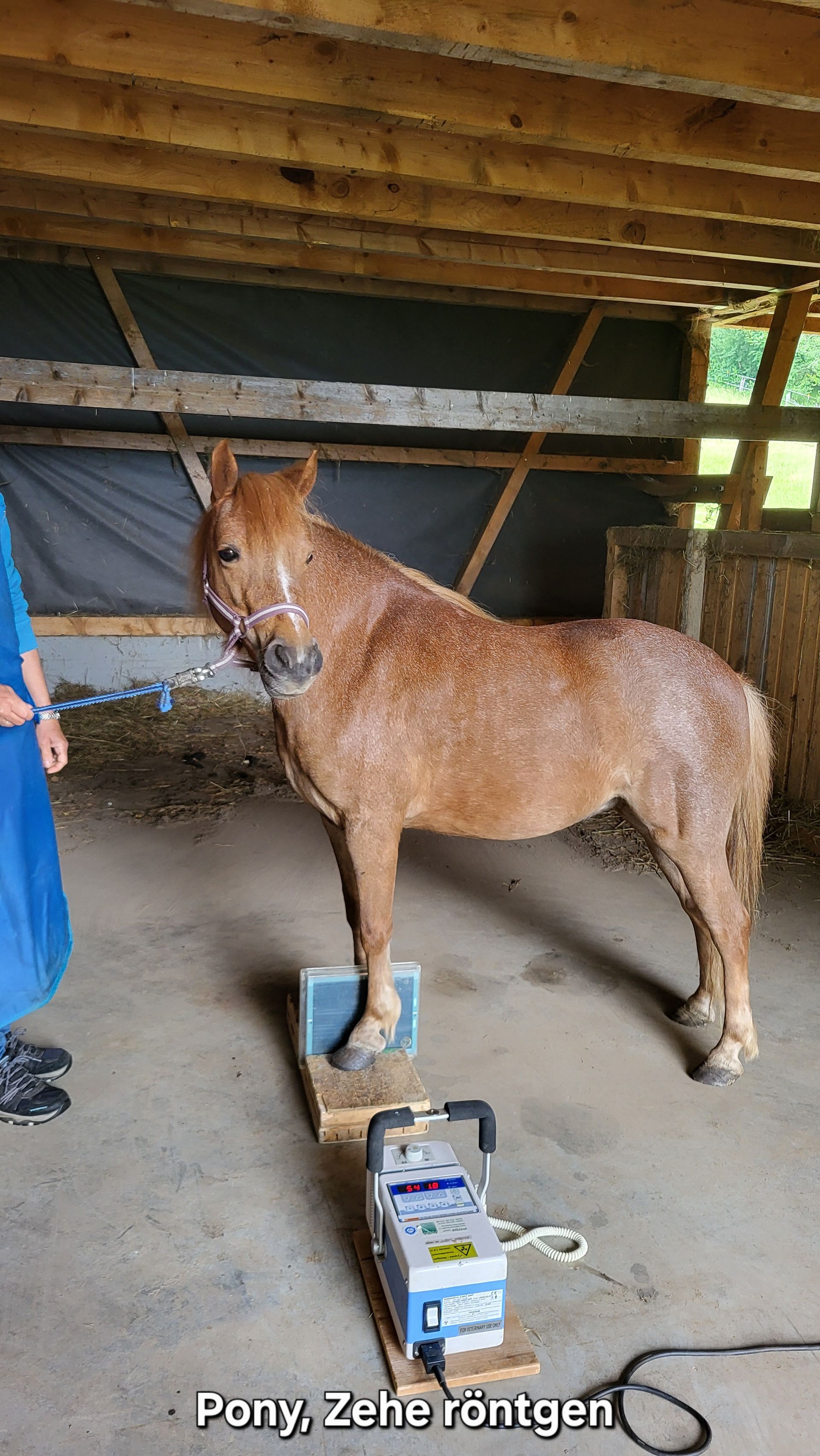 Pony, Zehen werden geröngt