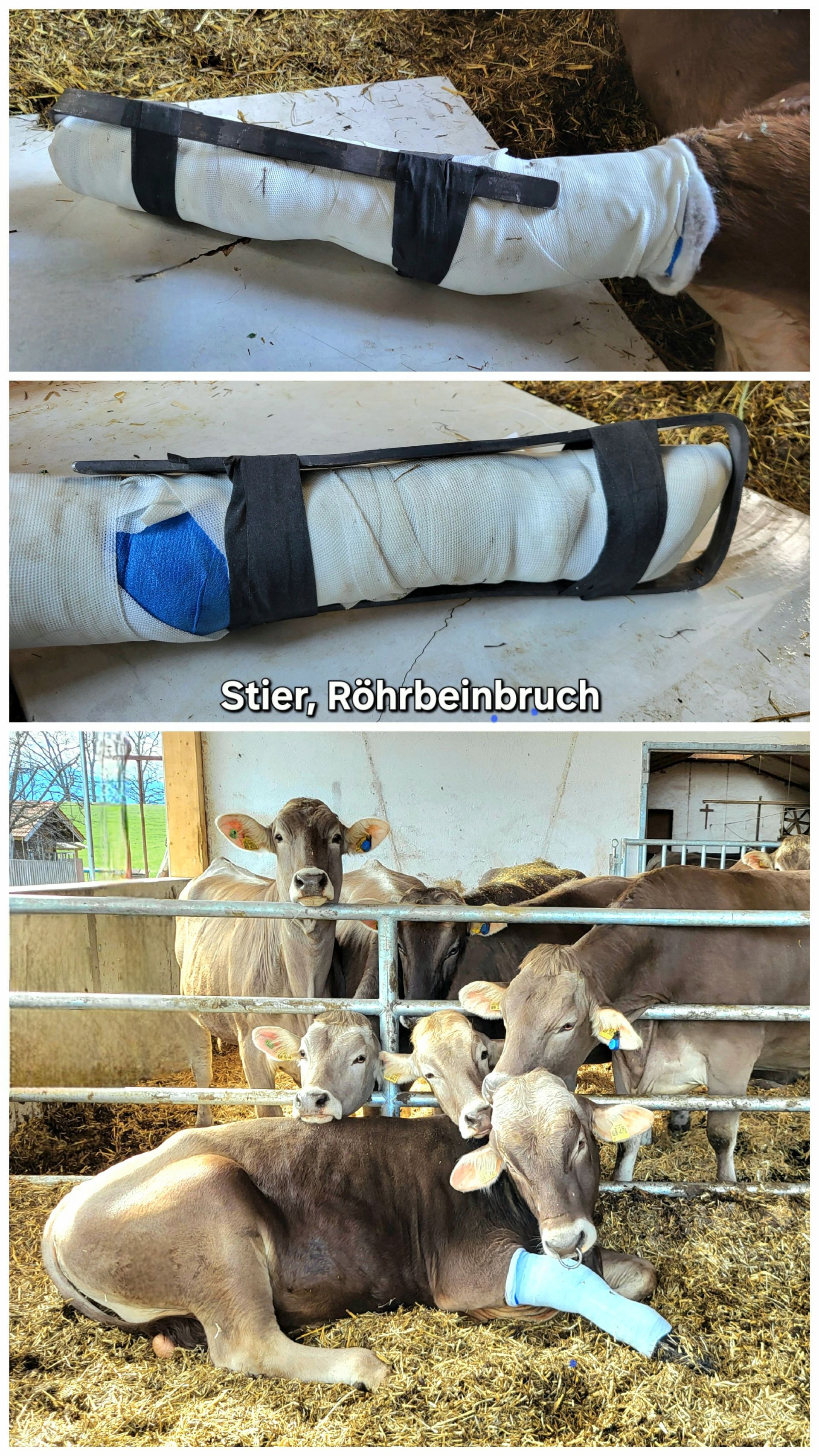 Stier, behandelter Röhrbeinbruch