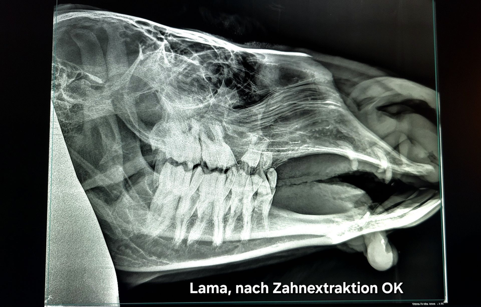 Bild von Röntgenaufnahme eines Lamas nach Zahnextraktion