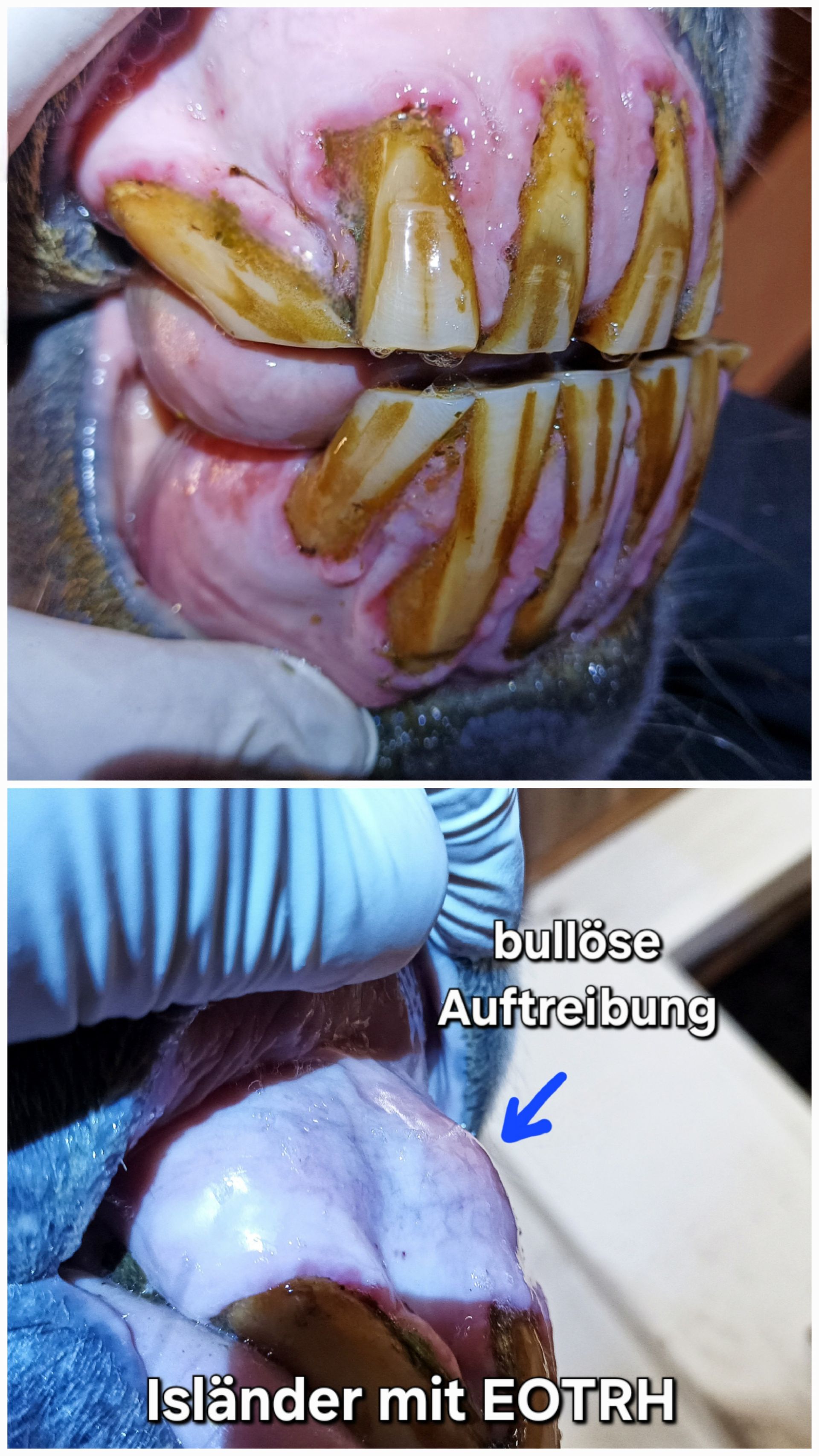 Isländer Gebiss mit EOTRH