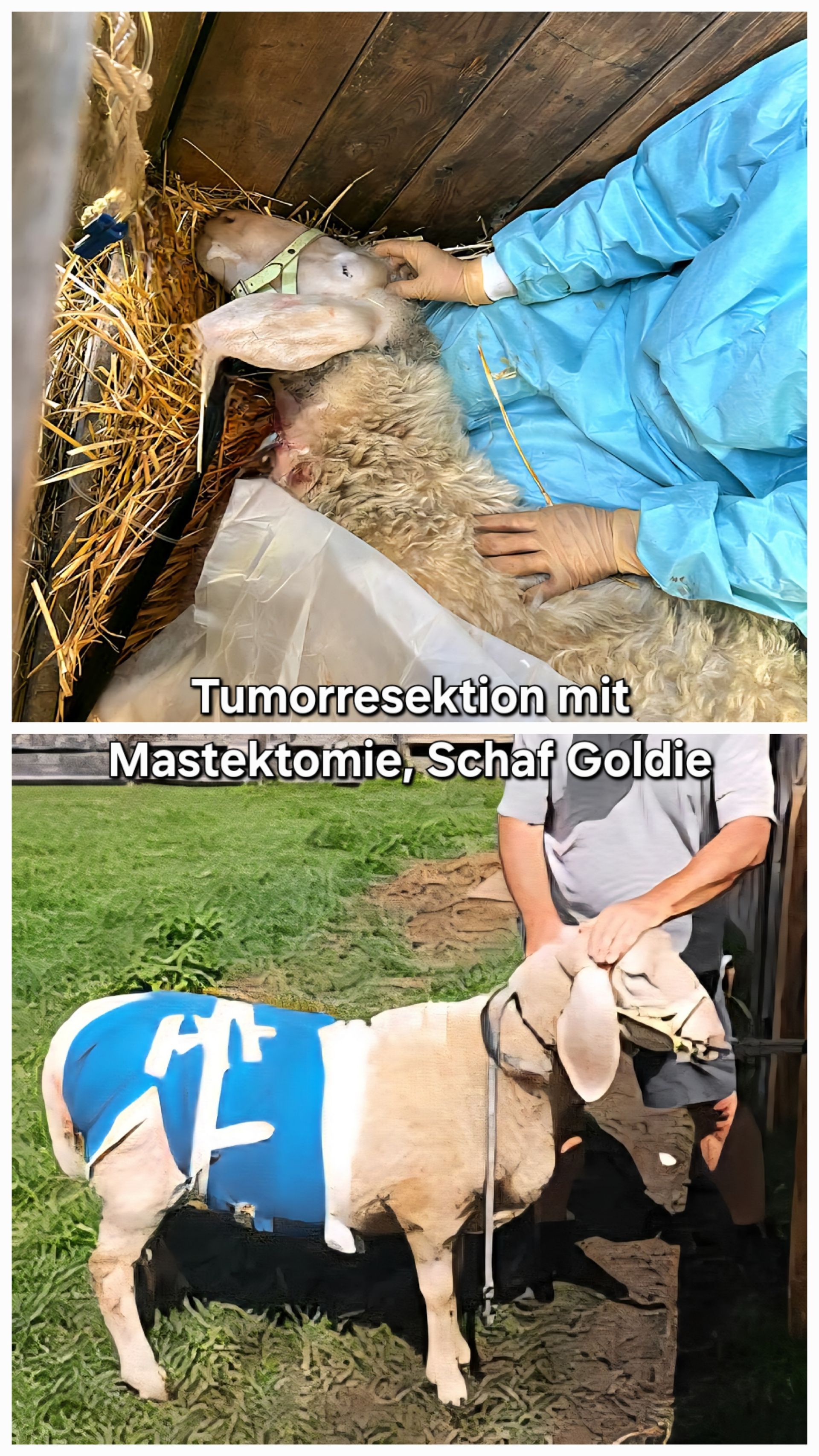 Tumorresektion mit Mastektomie beim Schaft