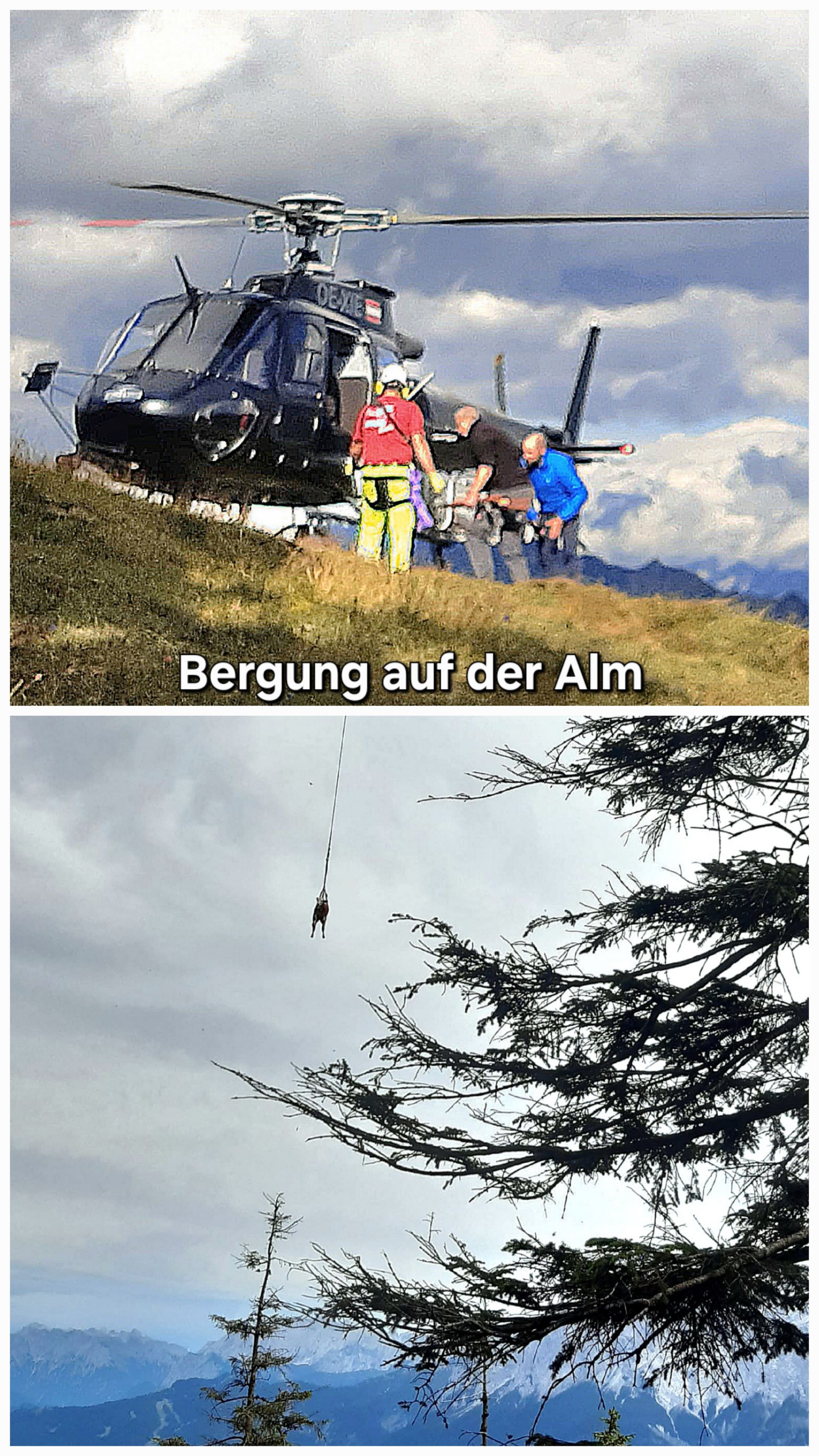 Kuhbergung auf der Alm