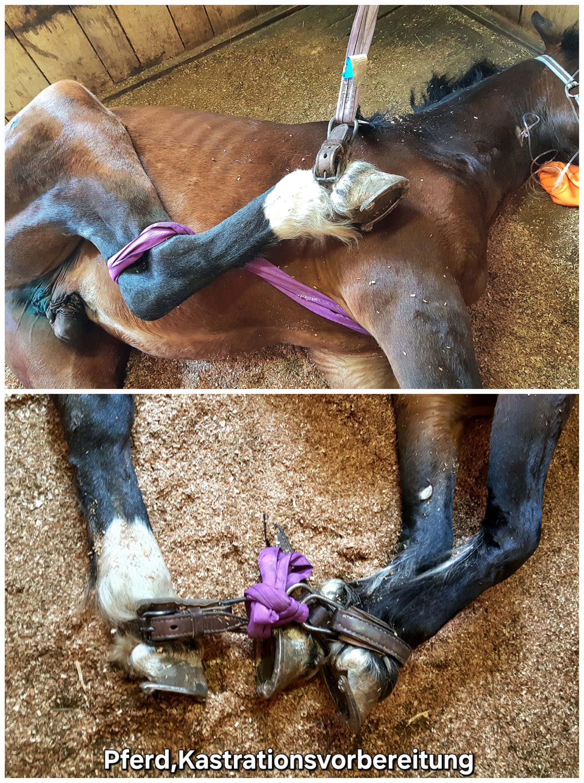 Kastrationsvorbereitung beim Pferd