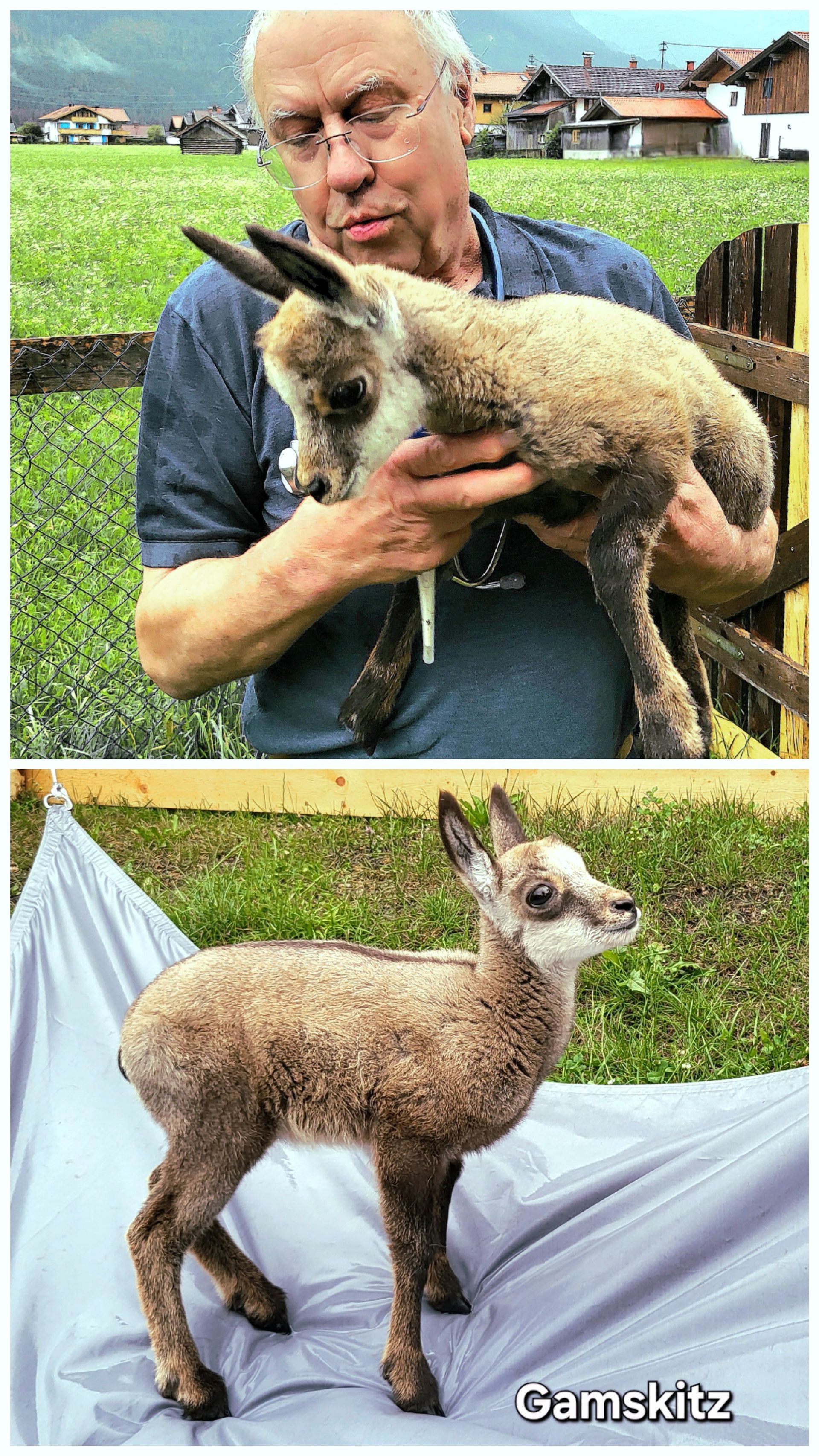 Tierarzt hält Gamskitz