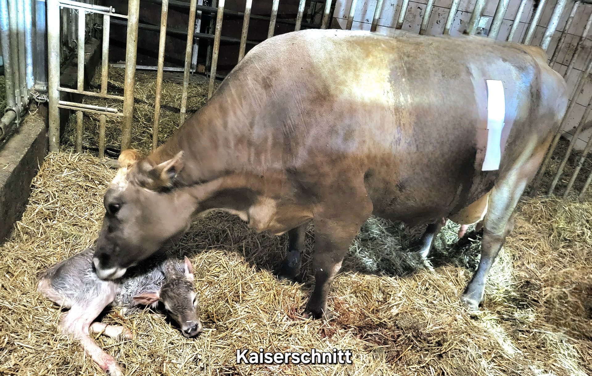 Bild von Kuh und Kalb nach der Geburt im Stall