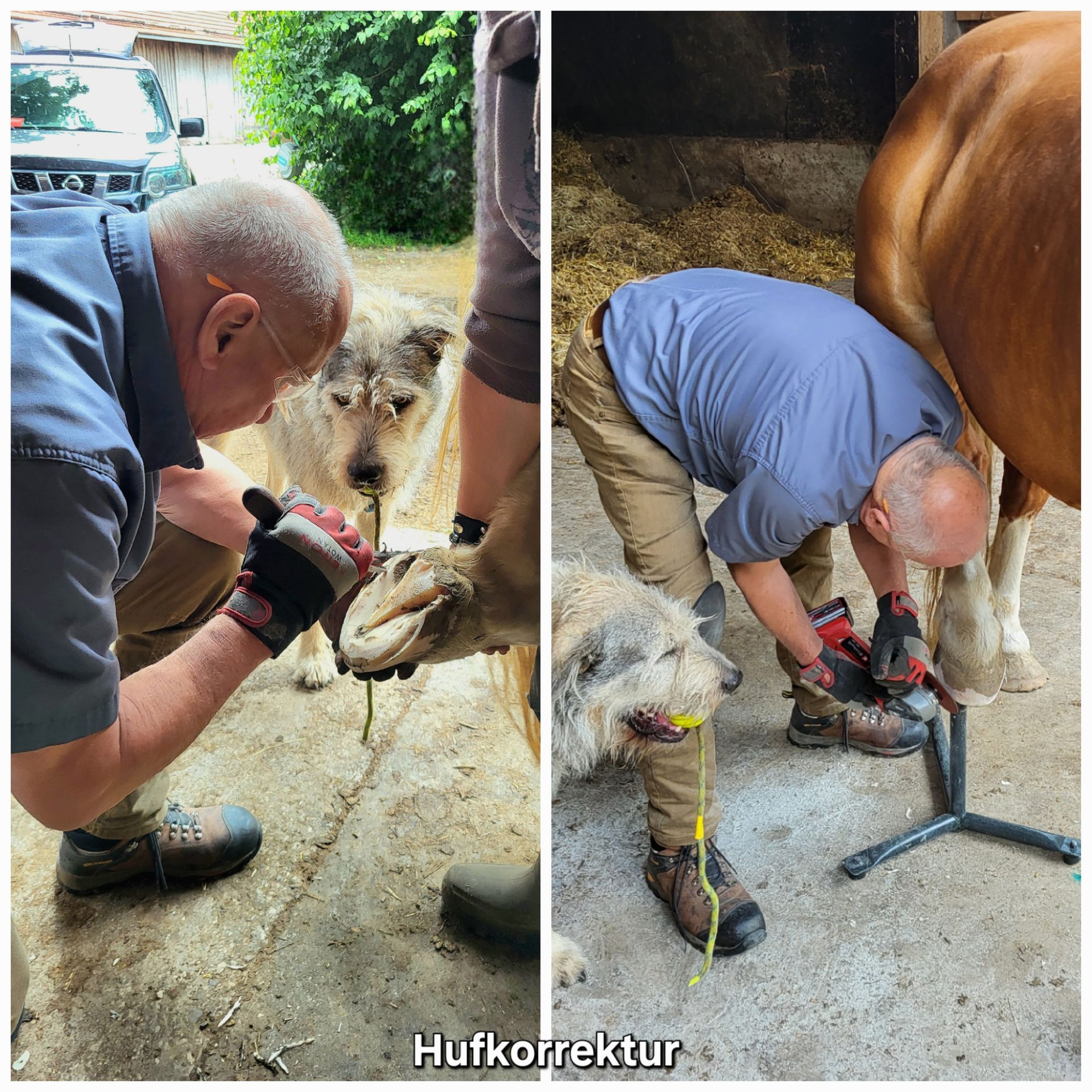 Tierarzt korrigiert Huf mit Praxishund Luis