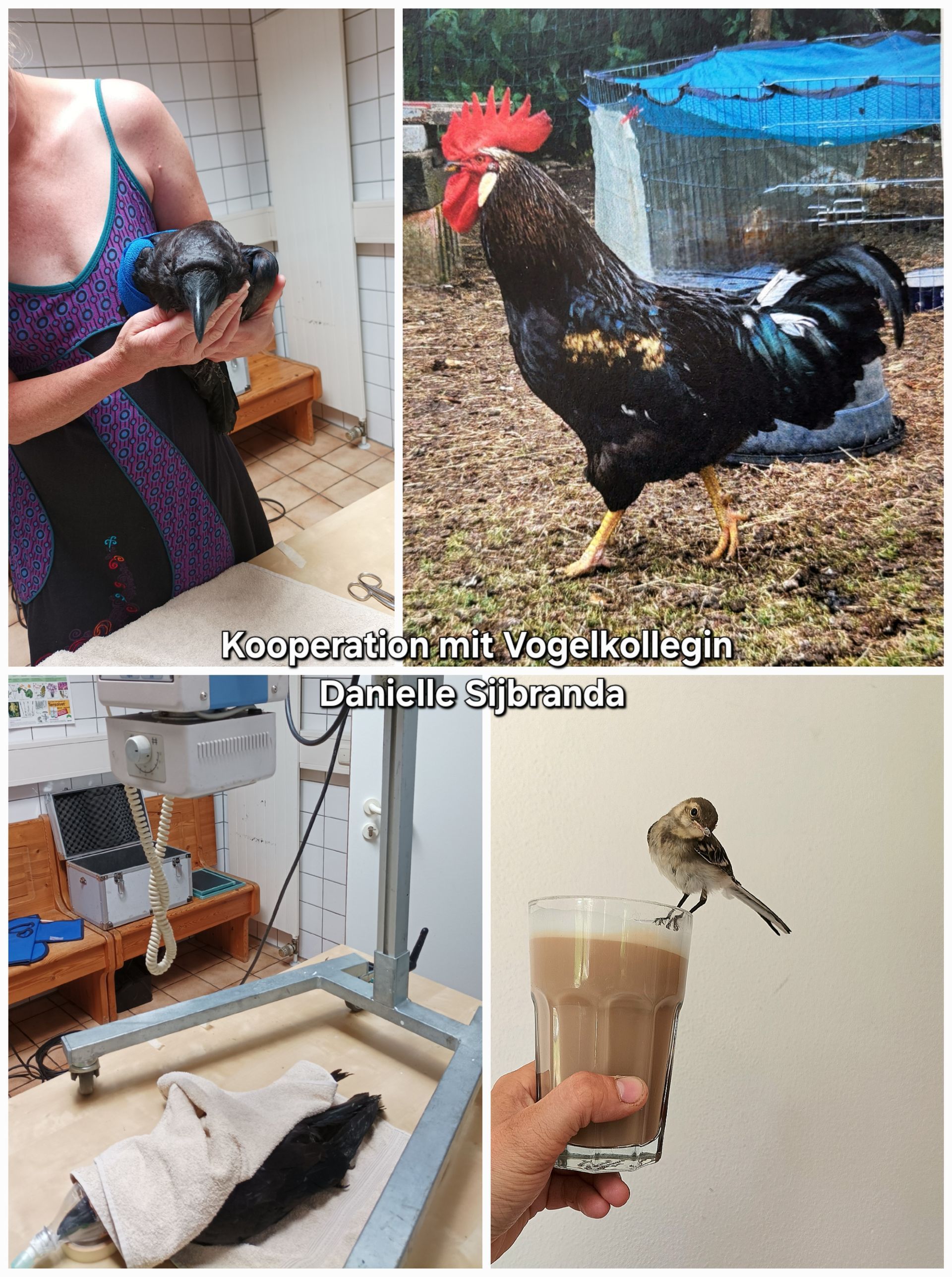 Kooperation mit Danielle Sijbranda, Behandlung einer Krähe und eines Huhns