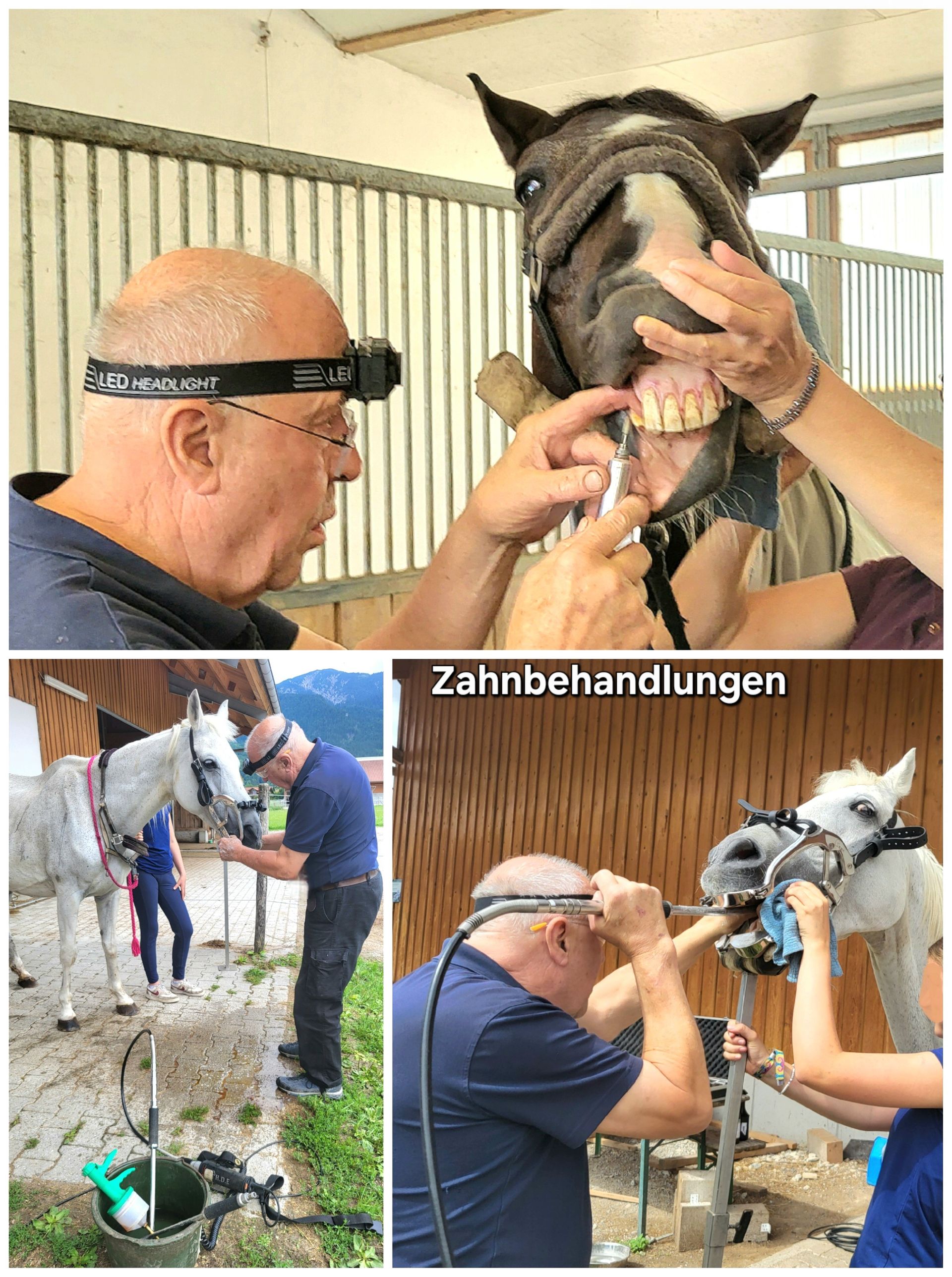 Tierarzt behandelt die Zähne eines Pferdes