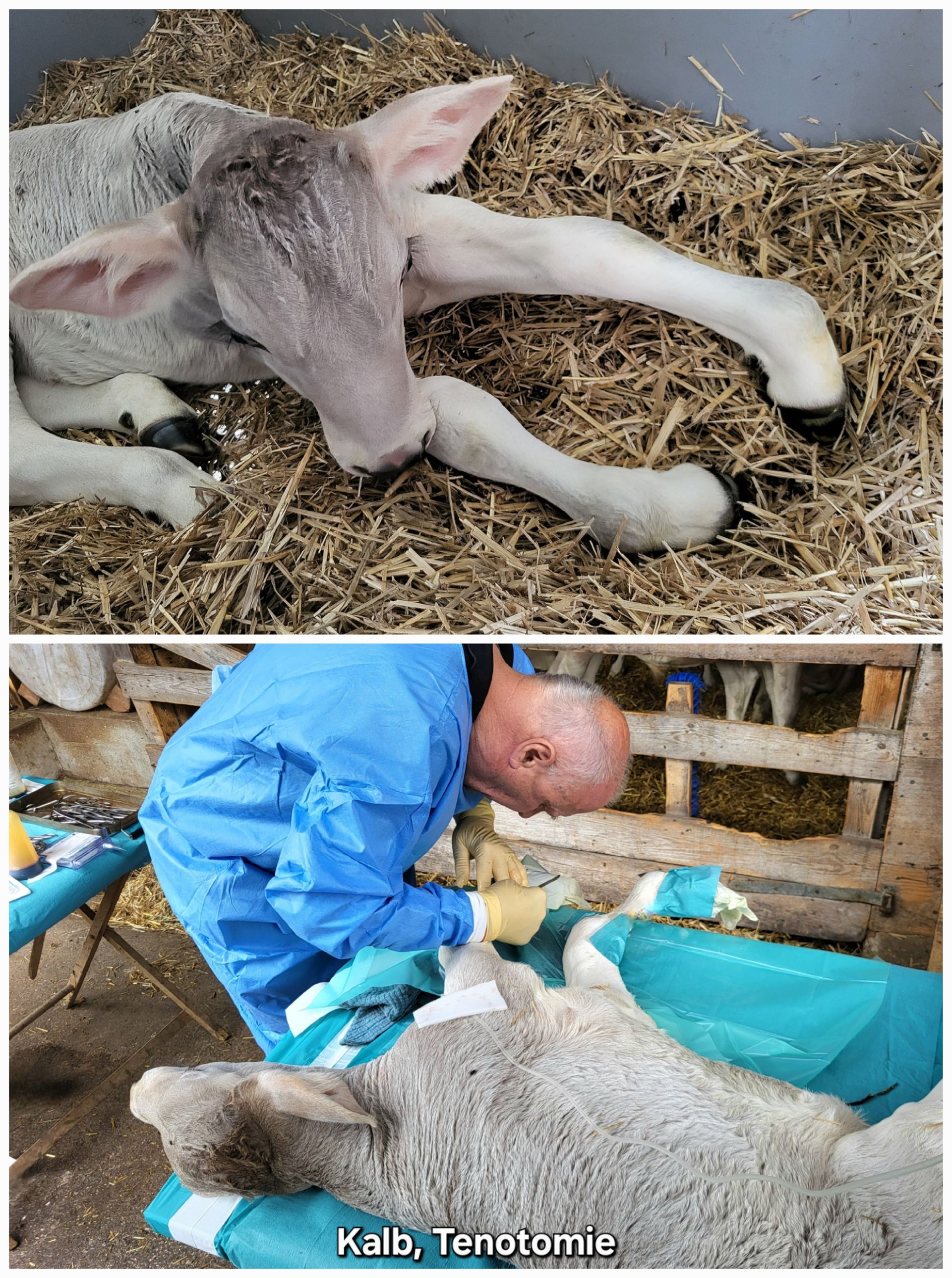 Kalb Tenotomie