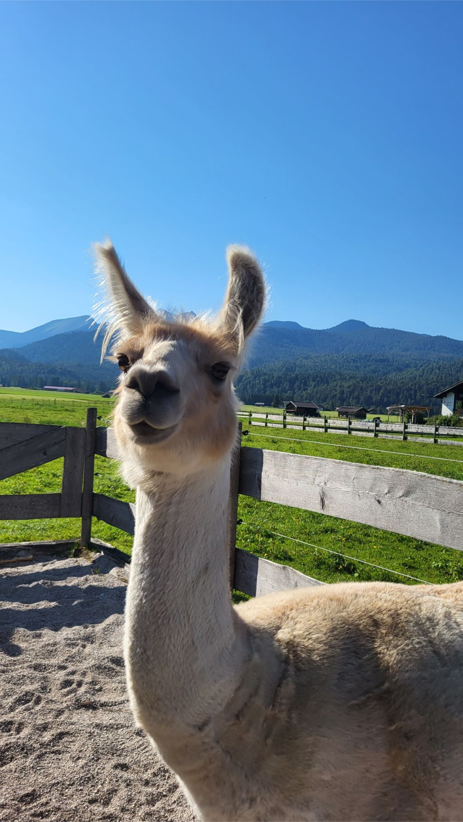 Zwei Alpakas schauen in die Kamera