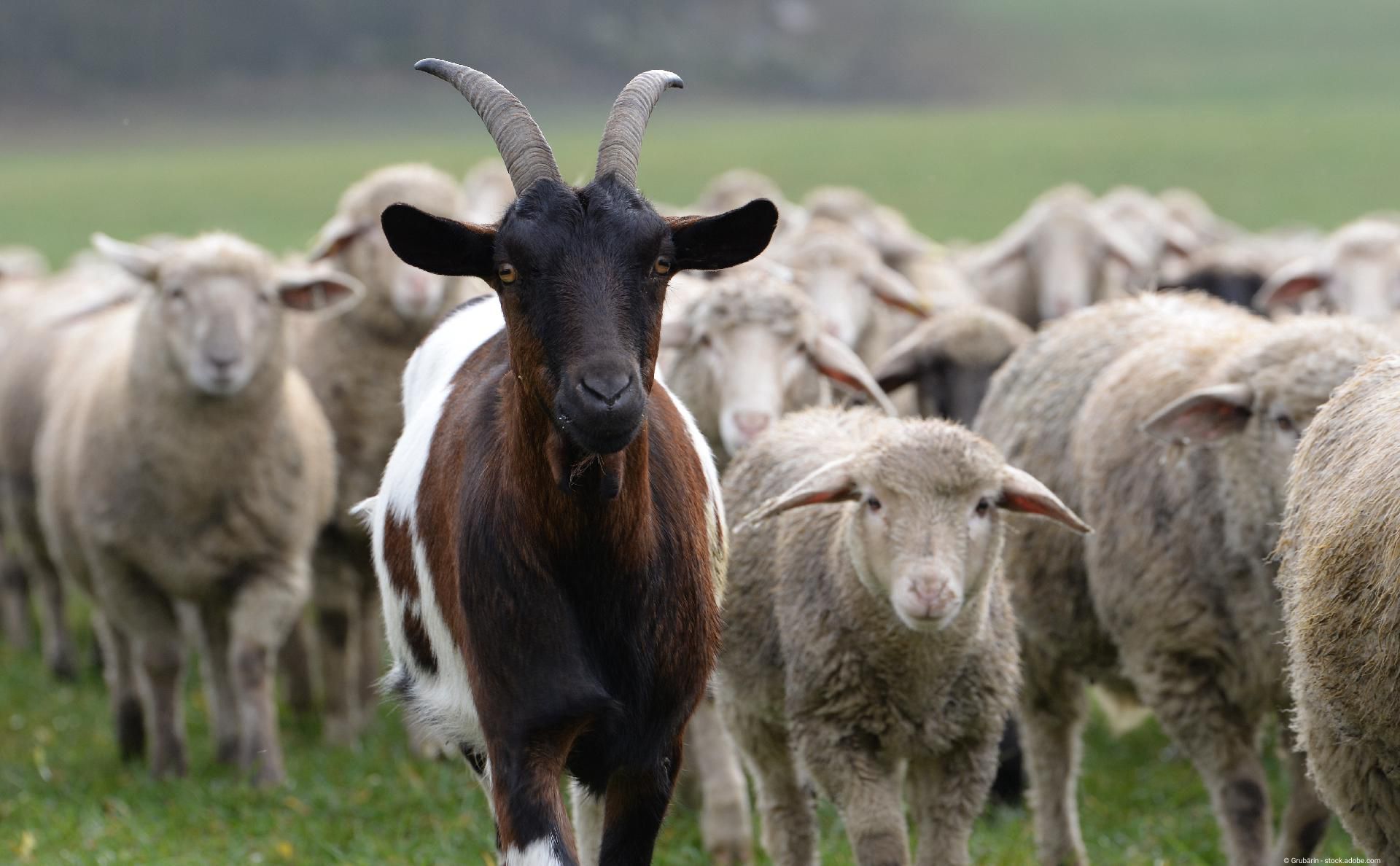 Ziege und Schafsherde auf einer Wiese