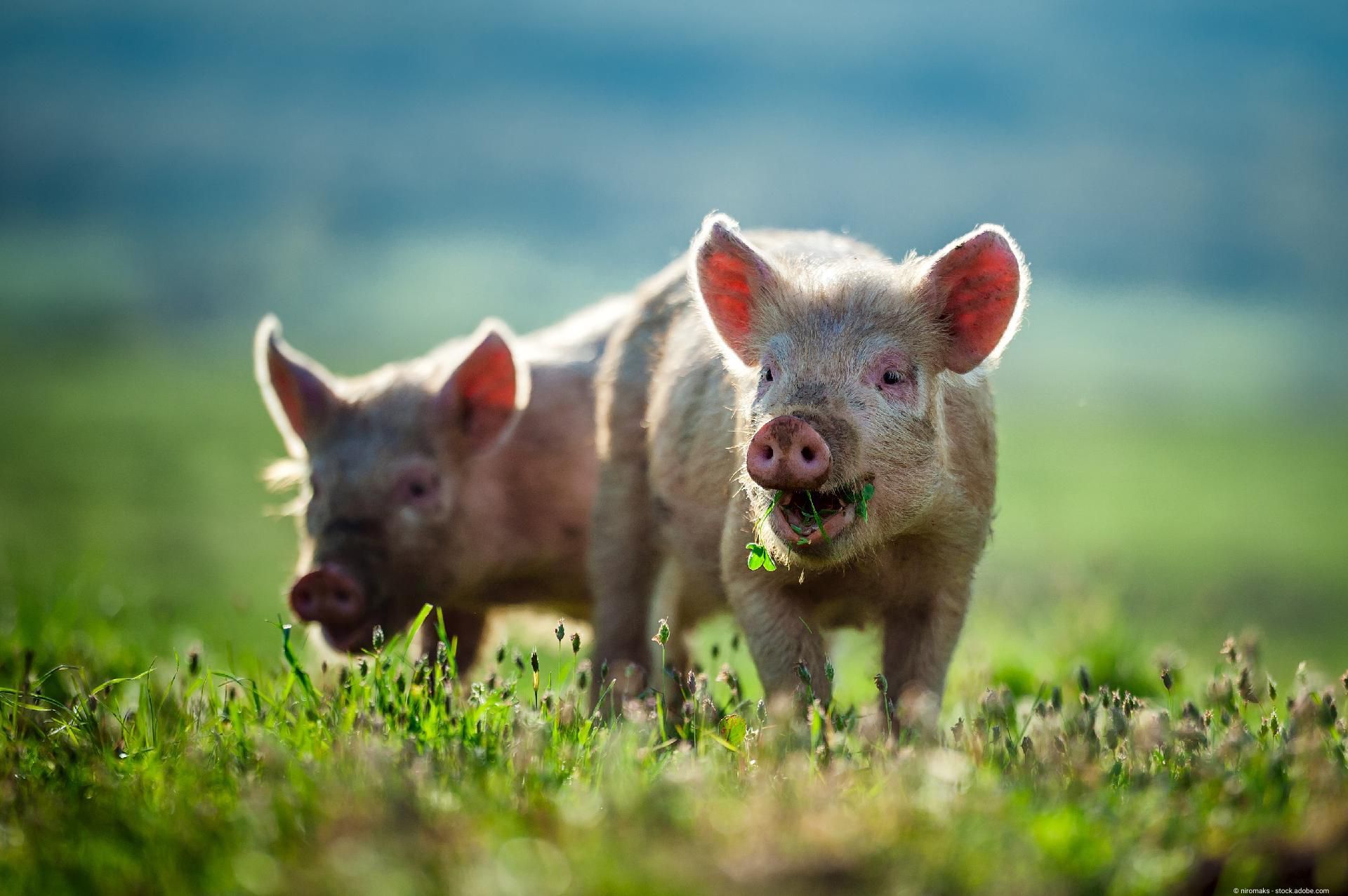 Zwei Schweine auf einem Feld