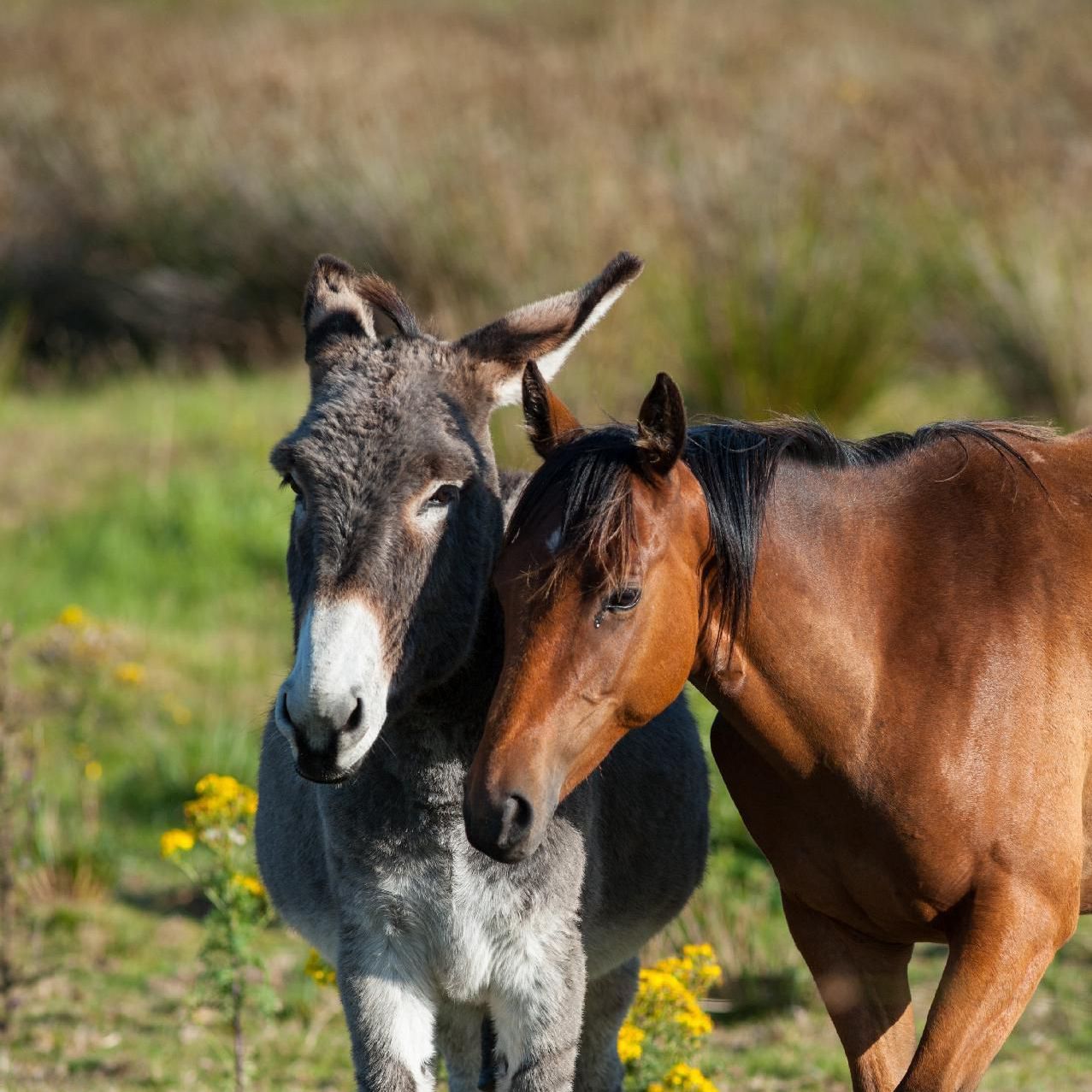 Bild eines Esels und eines Pferds