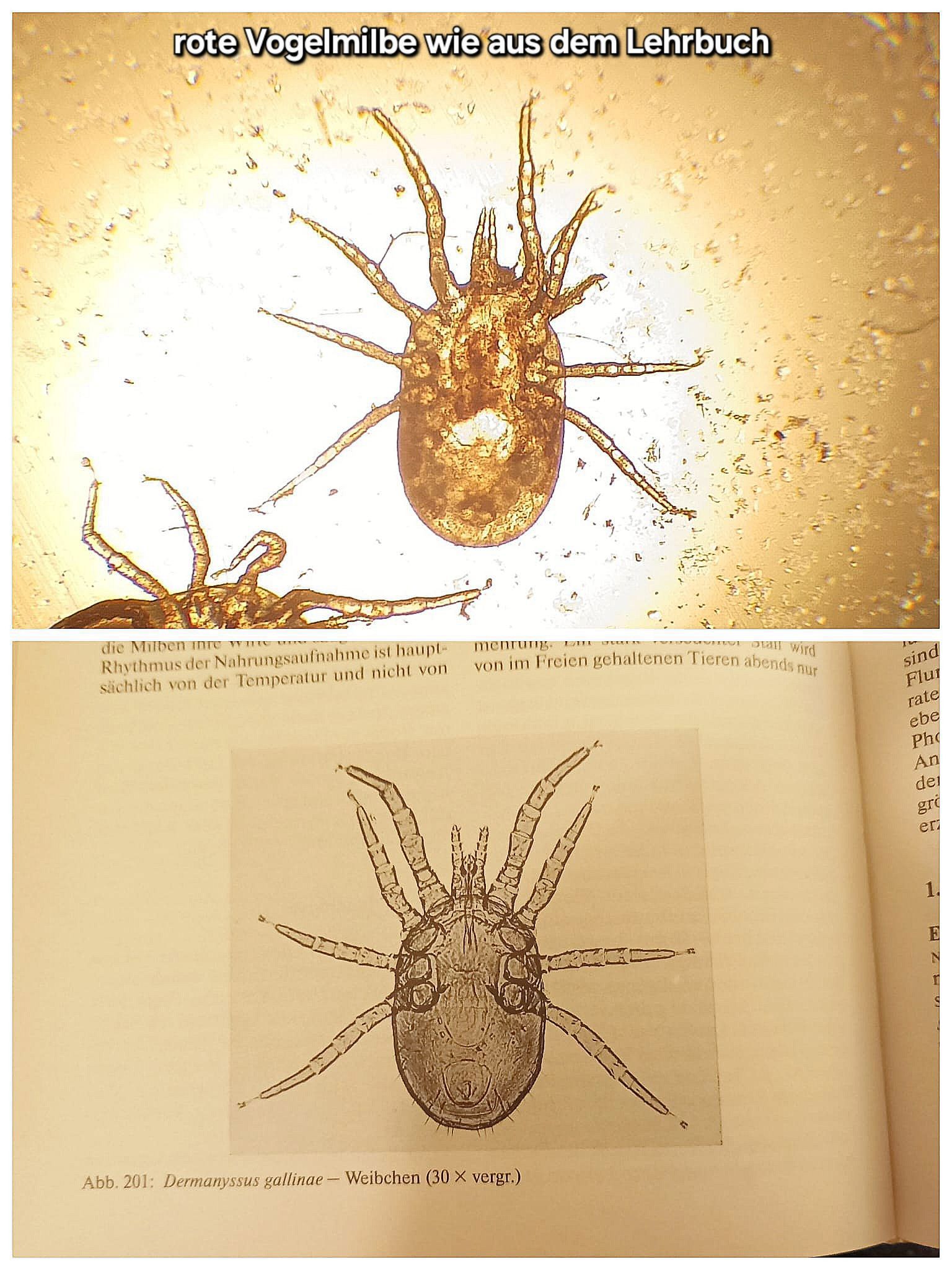 rote Vogelmilbe