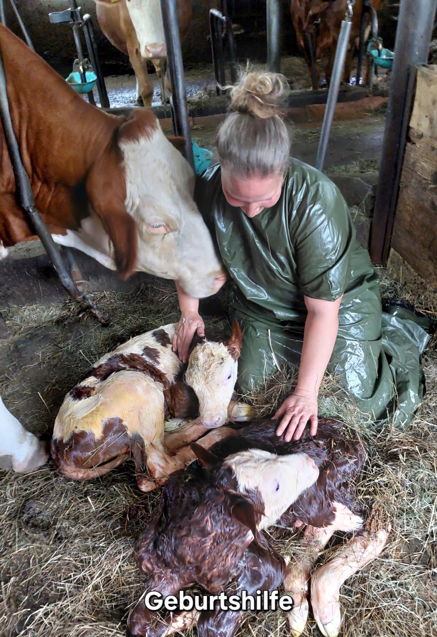 Geburtshilfe bei Zwillingskälbern