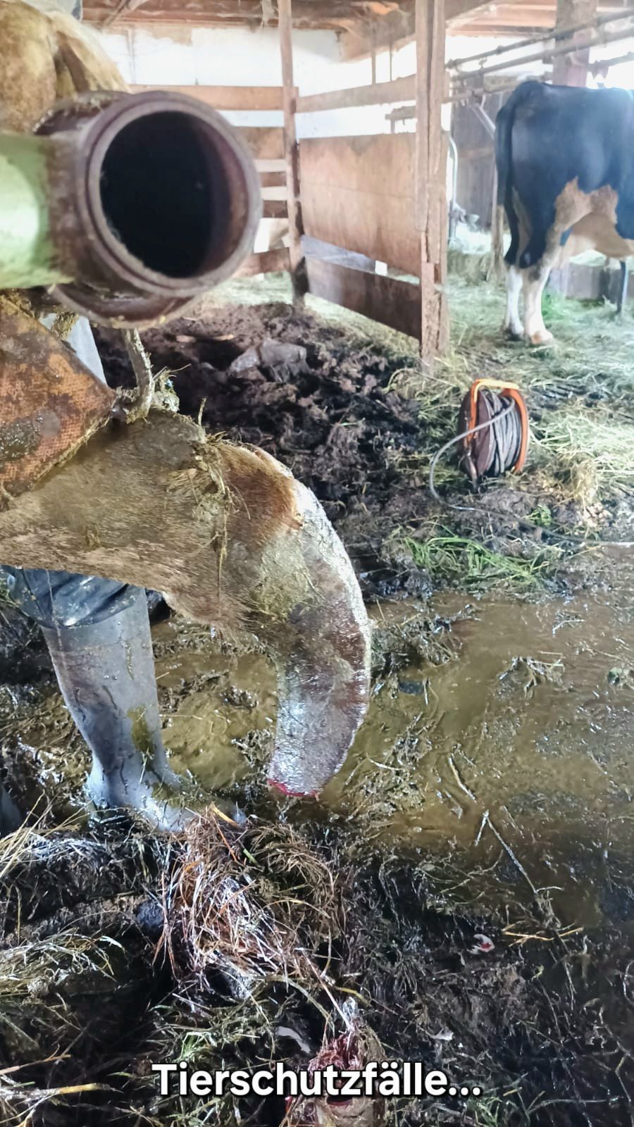 Tierschutzfall, verschmutzter uhstall