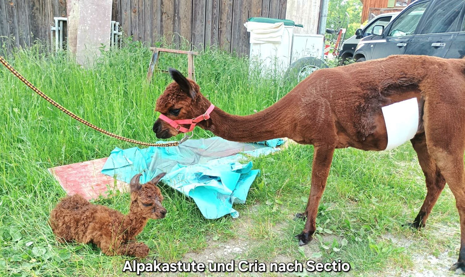 Alpakastute und Cria nach Sektion