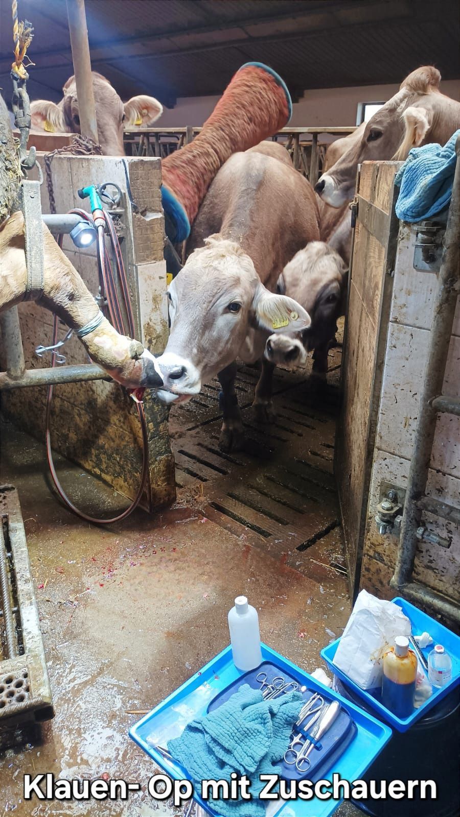 Klauen-OP bei Kuh